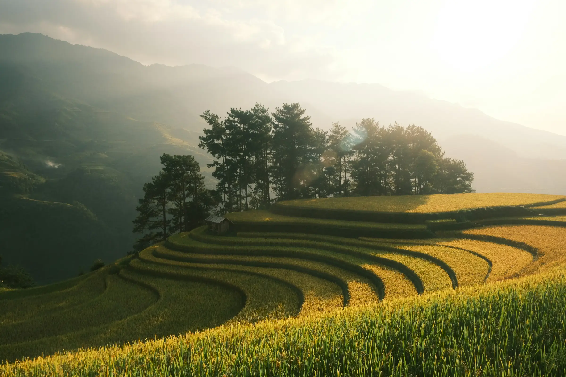 Terase de orez aurii in nordul Vietnamului, la apus, cu o coliba mica si copaci pe creste. Foto: Vu Thang / Unsplash