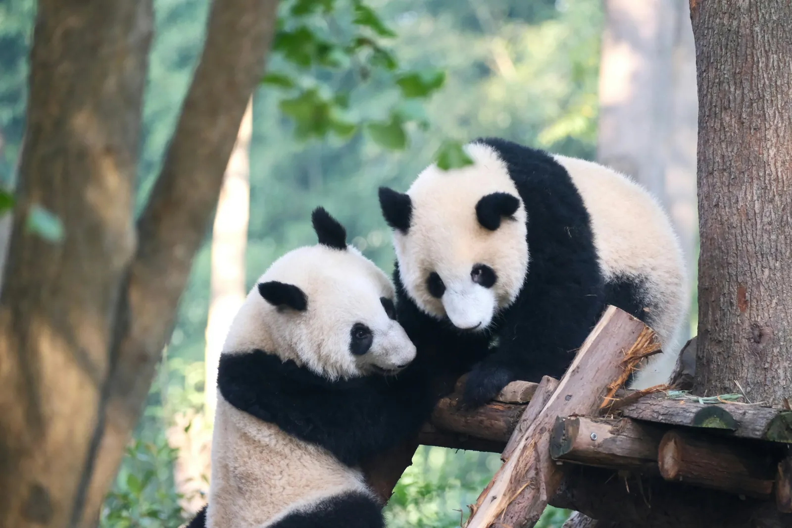 Doi ursi panda uriasi care se joaca pe o platforma din busteni la baza de cercetare din Chengdu. Foto: Simone Dinoia / Unsplash