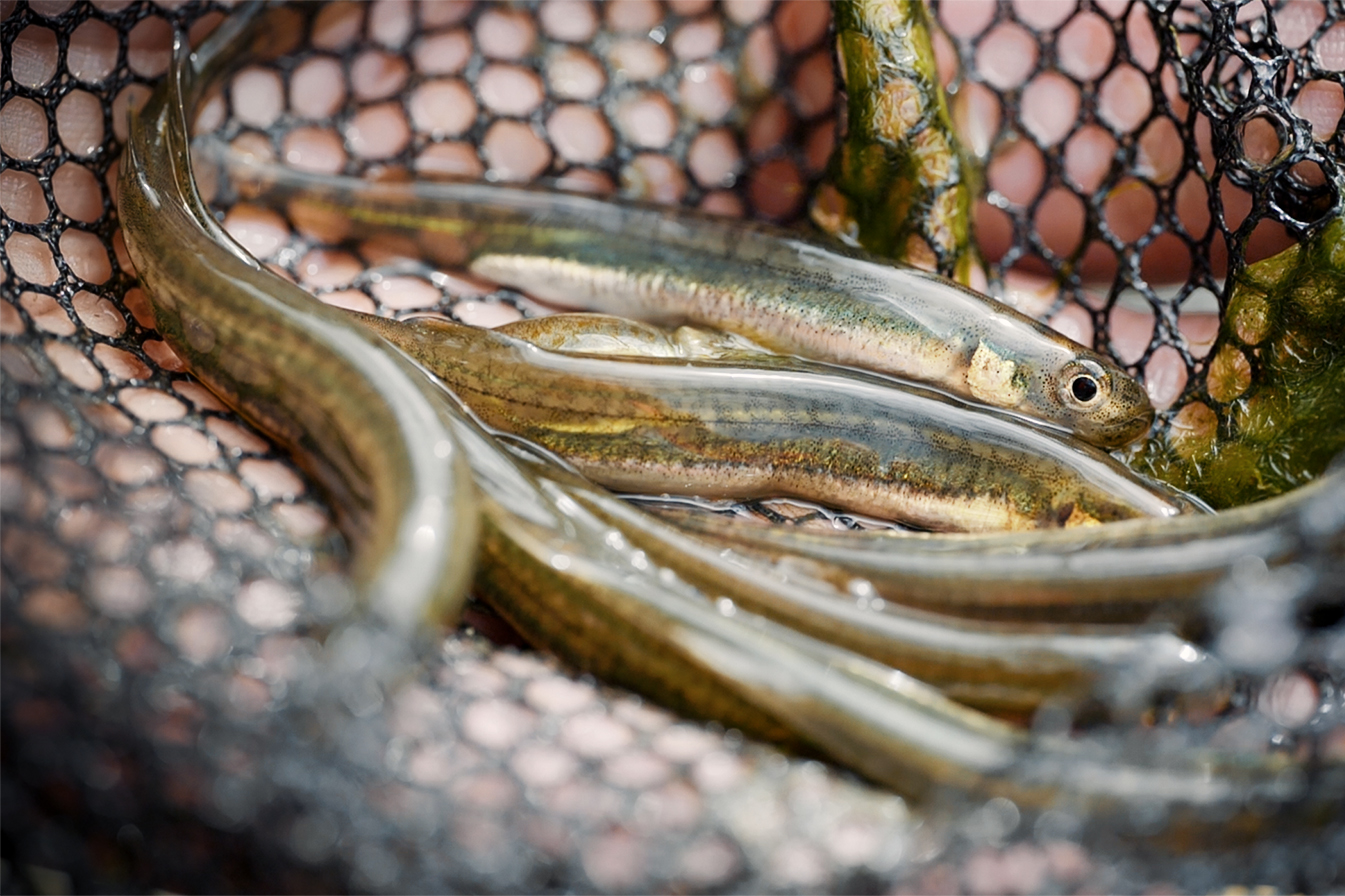 Tasman Fish Passage Project