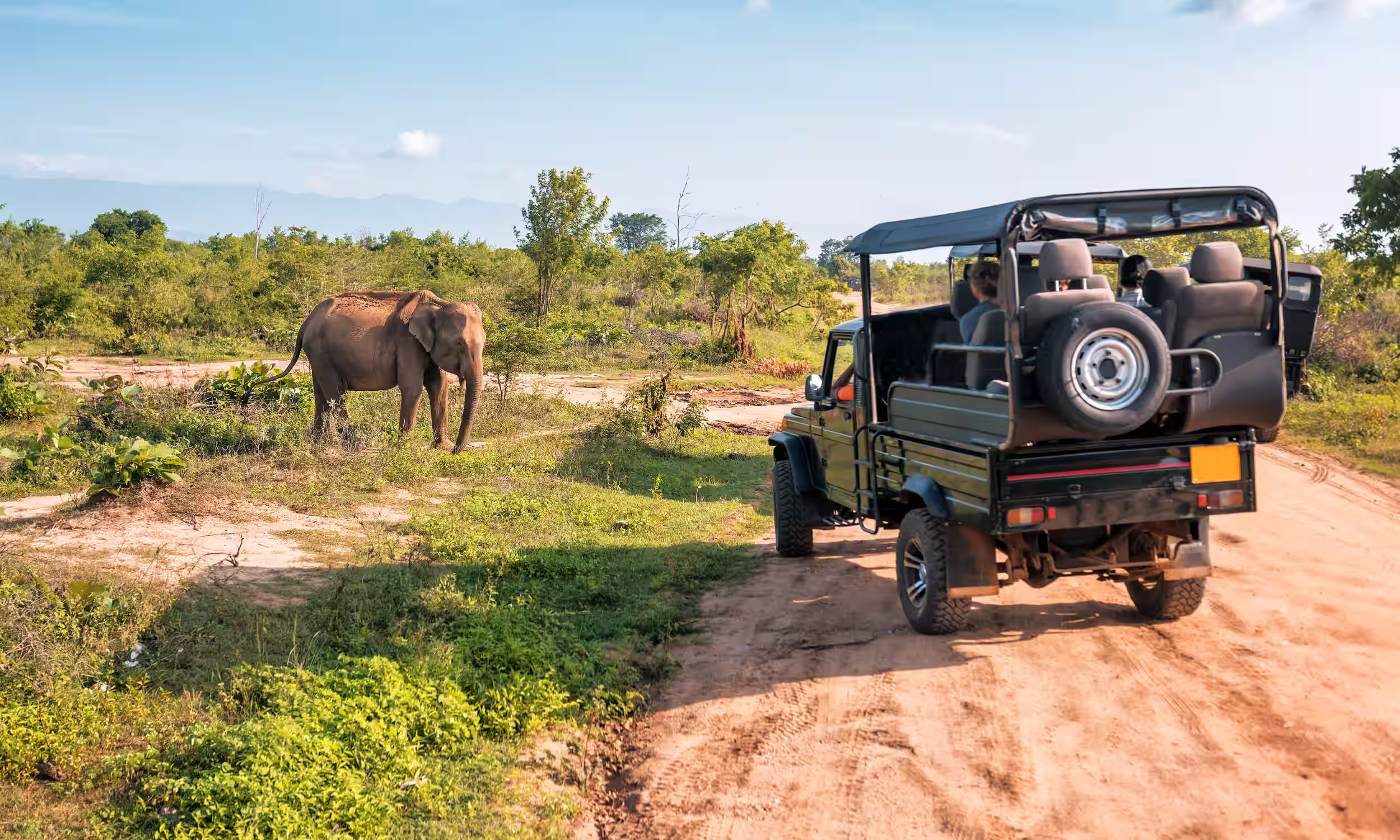 Honeymoon couple on a Tanzania safari watching elephants.