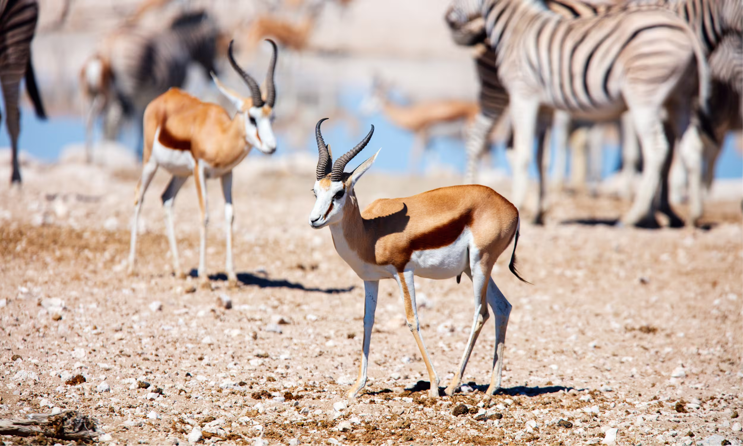 Zebras and gazelles in Etosha National Park, Namibia.