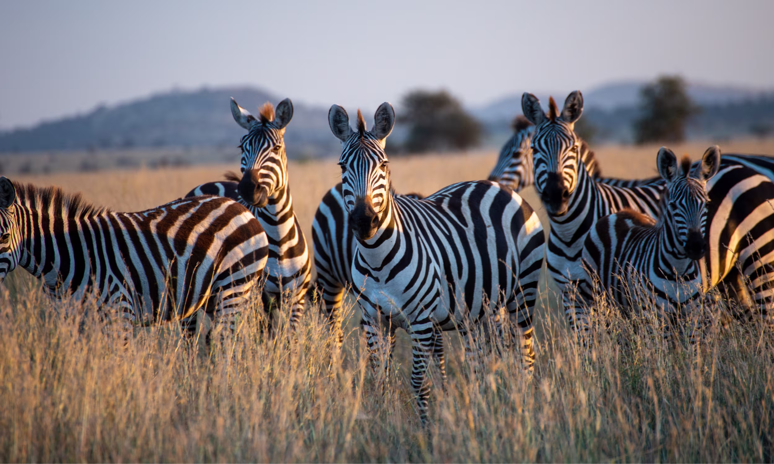 Group of zebras in Botswana during a honeymoon safari.