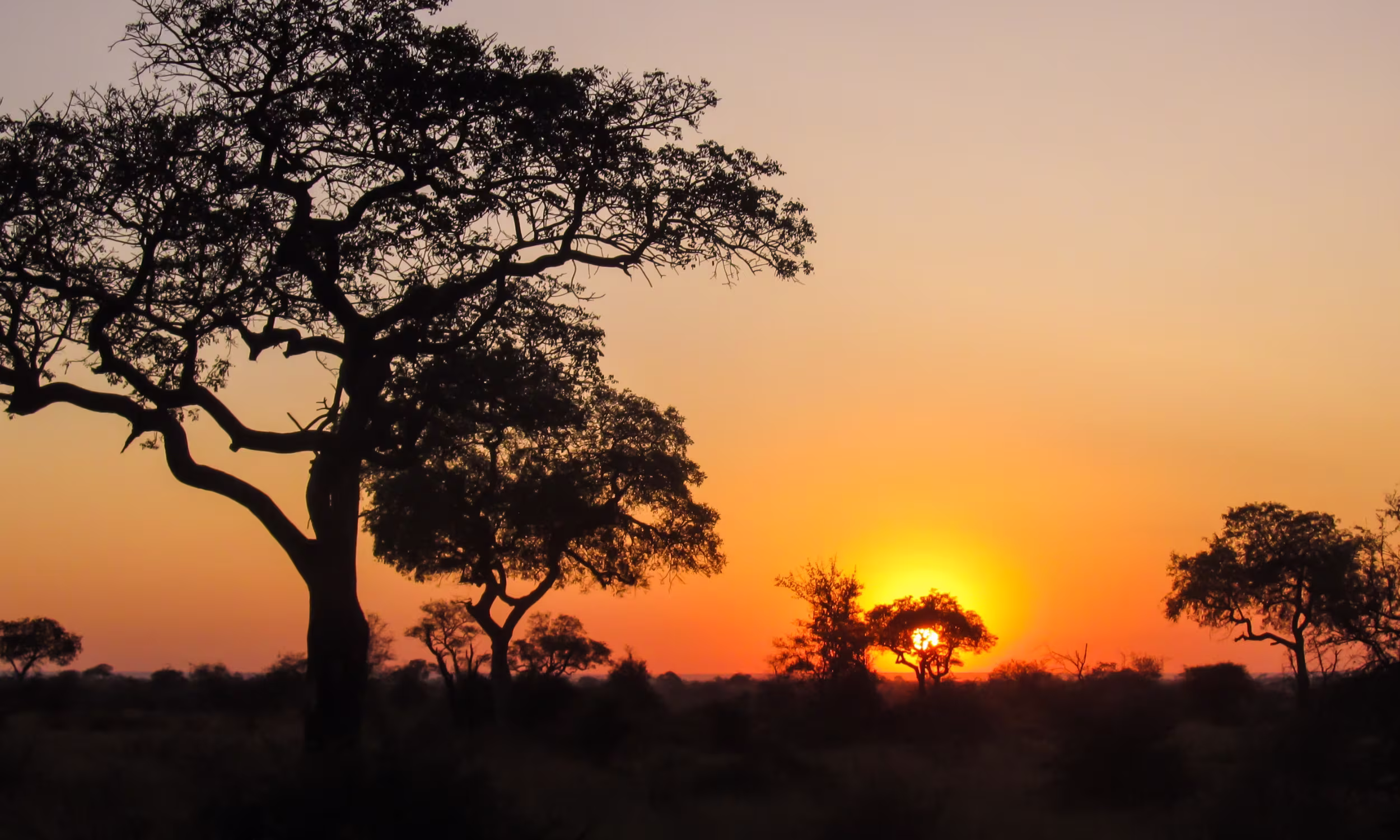 Silhouette of African trees at sunset on the savanna.