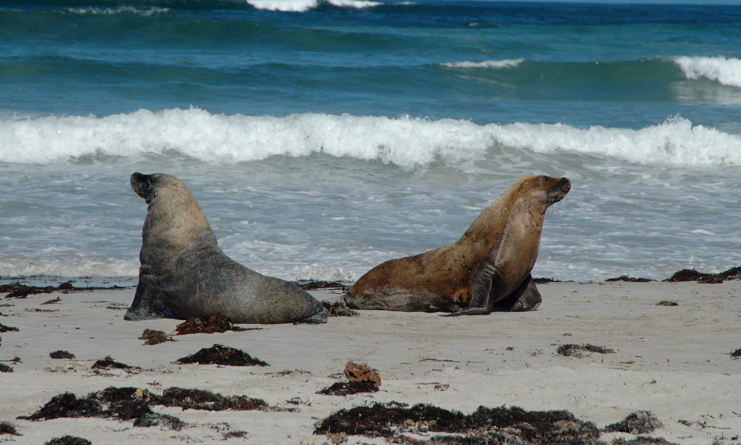 Sea lions at Seal Bay, Kangaroo Island, Australia.