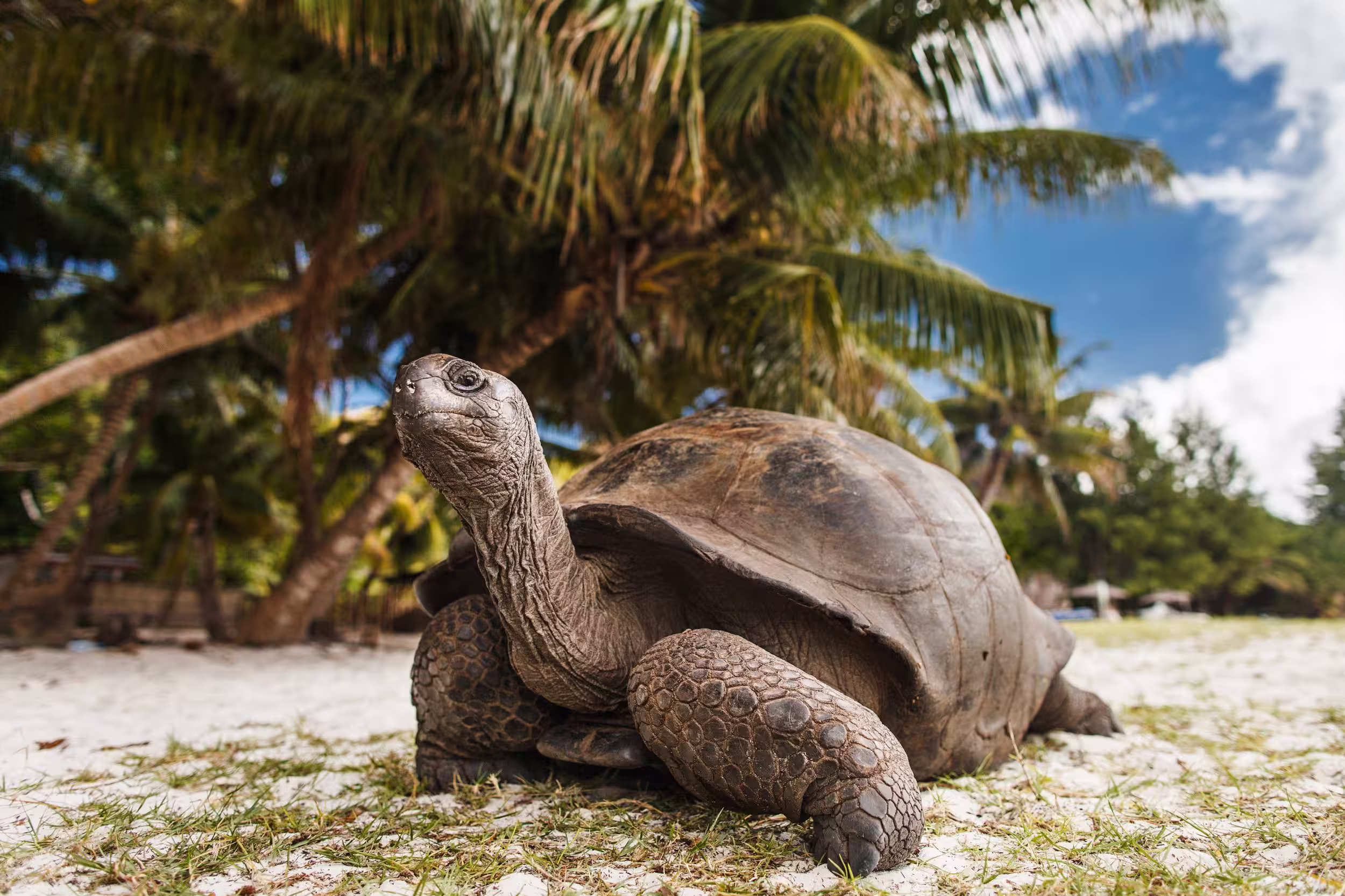 Aldabra giant tortoise on a tropical beach in Seychelles.