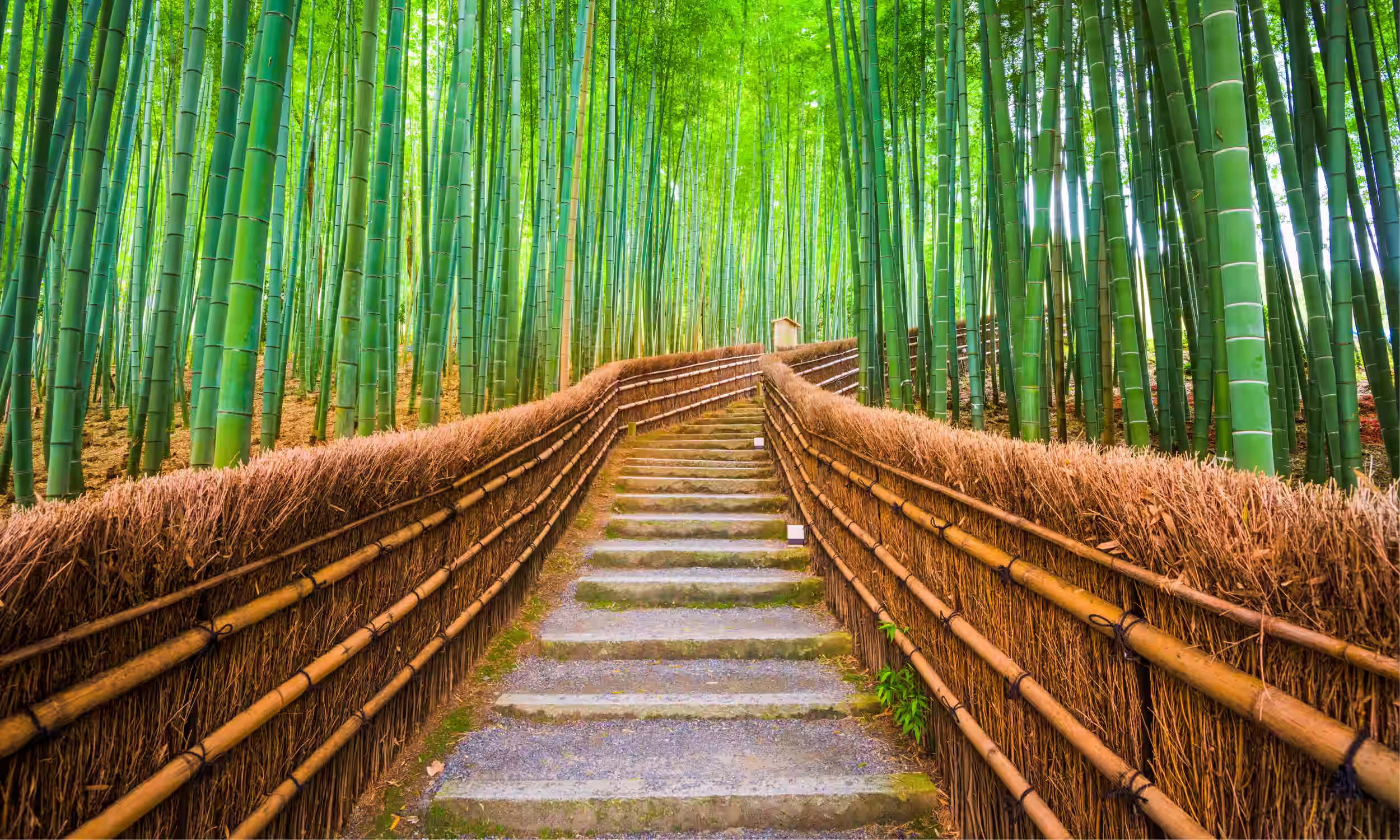 Path through the Arashiyama bamboo forest, a romantic walk on a Japan honeymoon