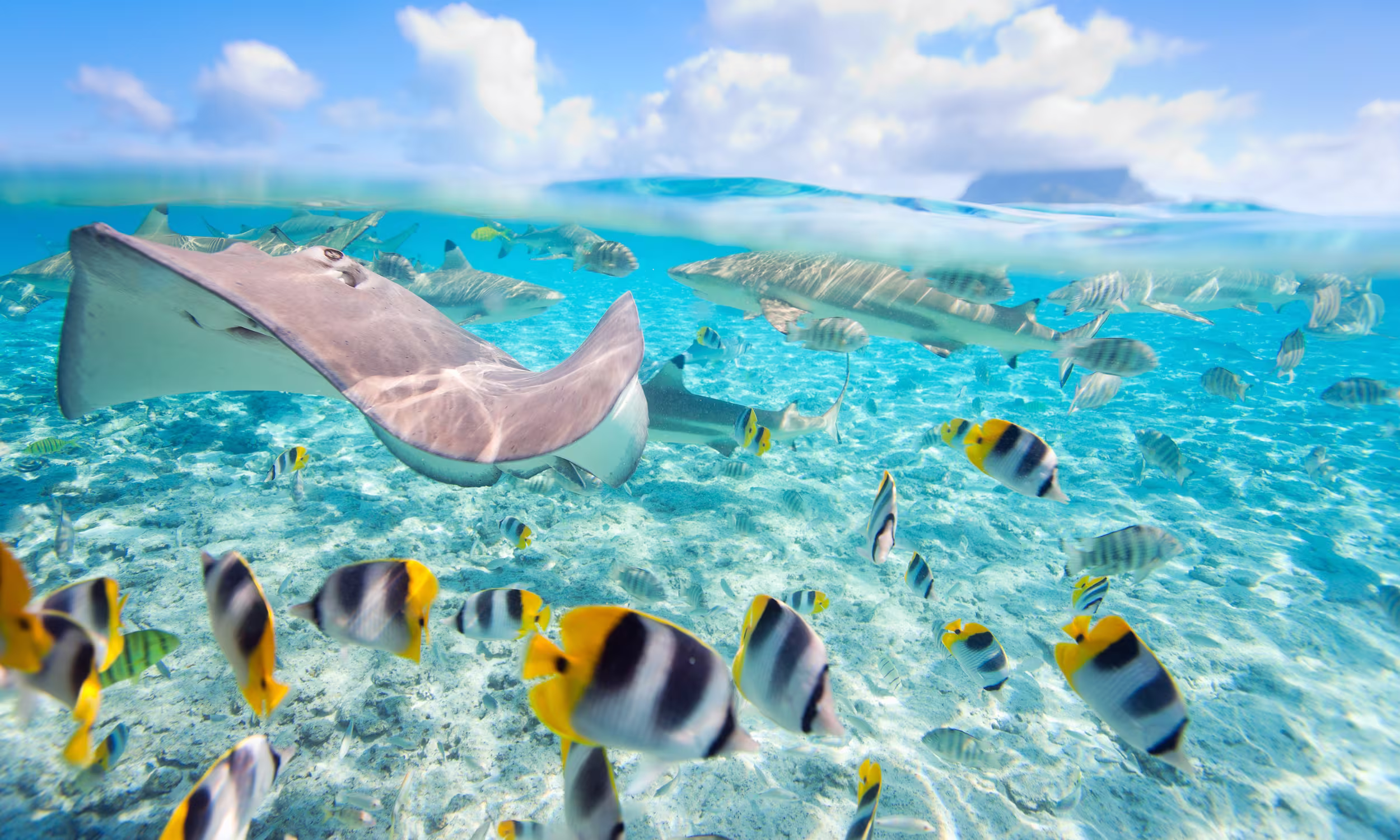 Rays and tropical fish swimming in the crystal-clear waters of Bora Bora.
