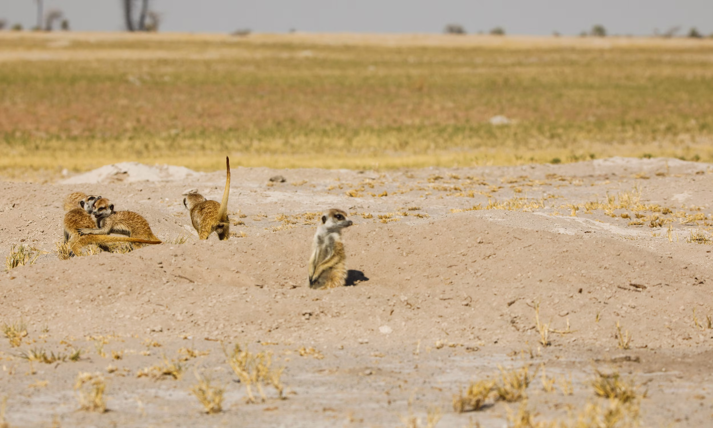 Vast arid landscape of the Makgadikgadi salt pans in Botswana.