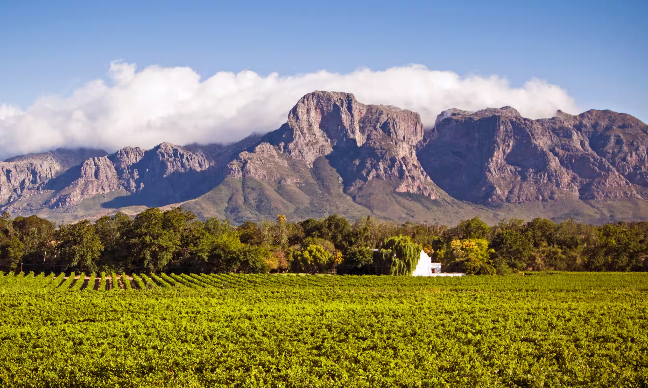 Green vineyards in Stellenbosch, South Africa’s wine country.