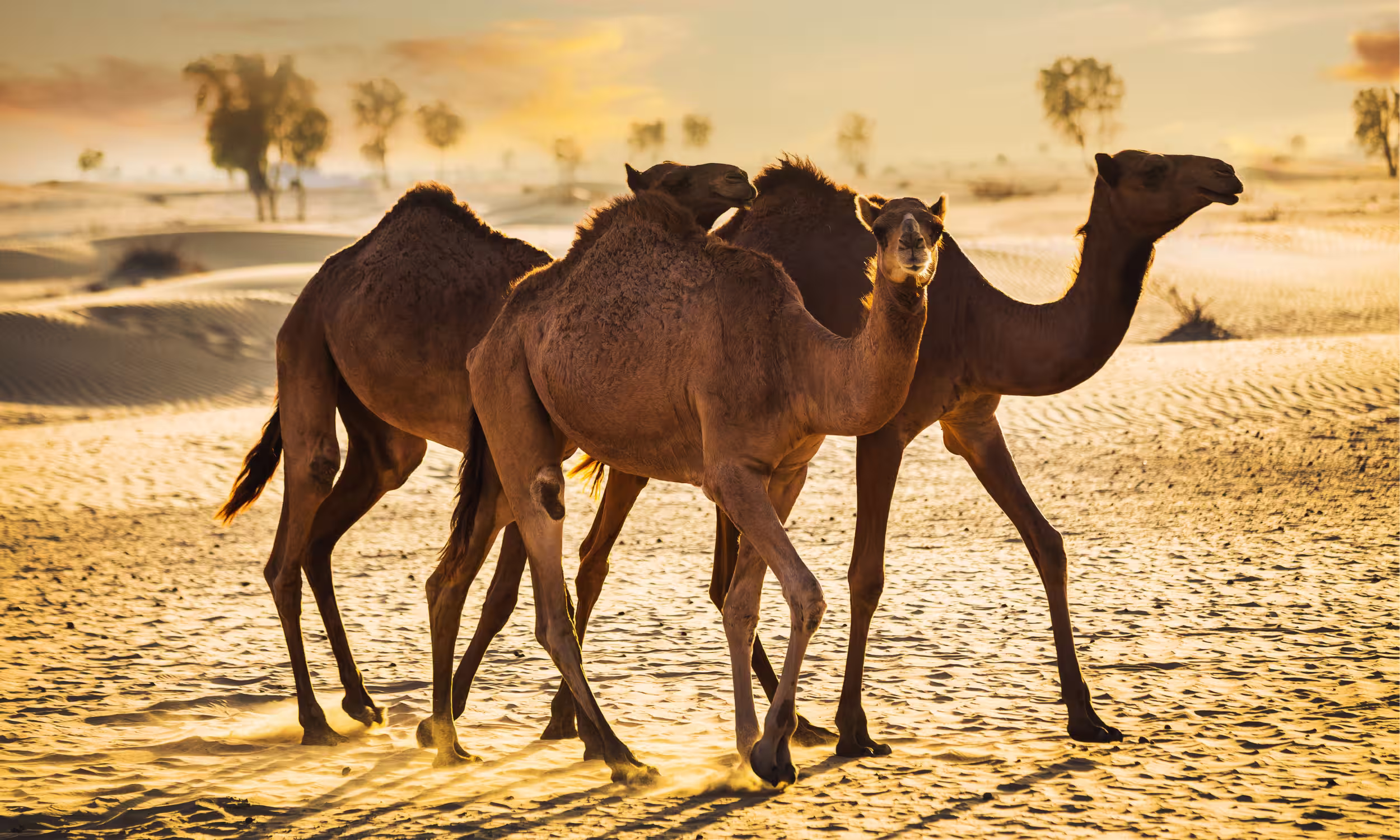 Camels in the Dubai desert at sunset, symbol of romance and adventure.