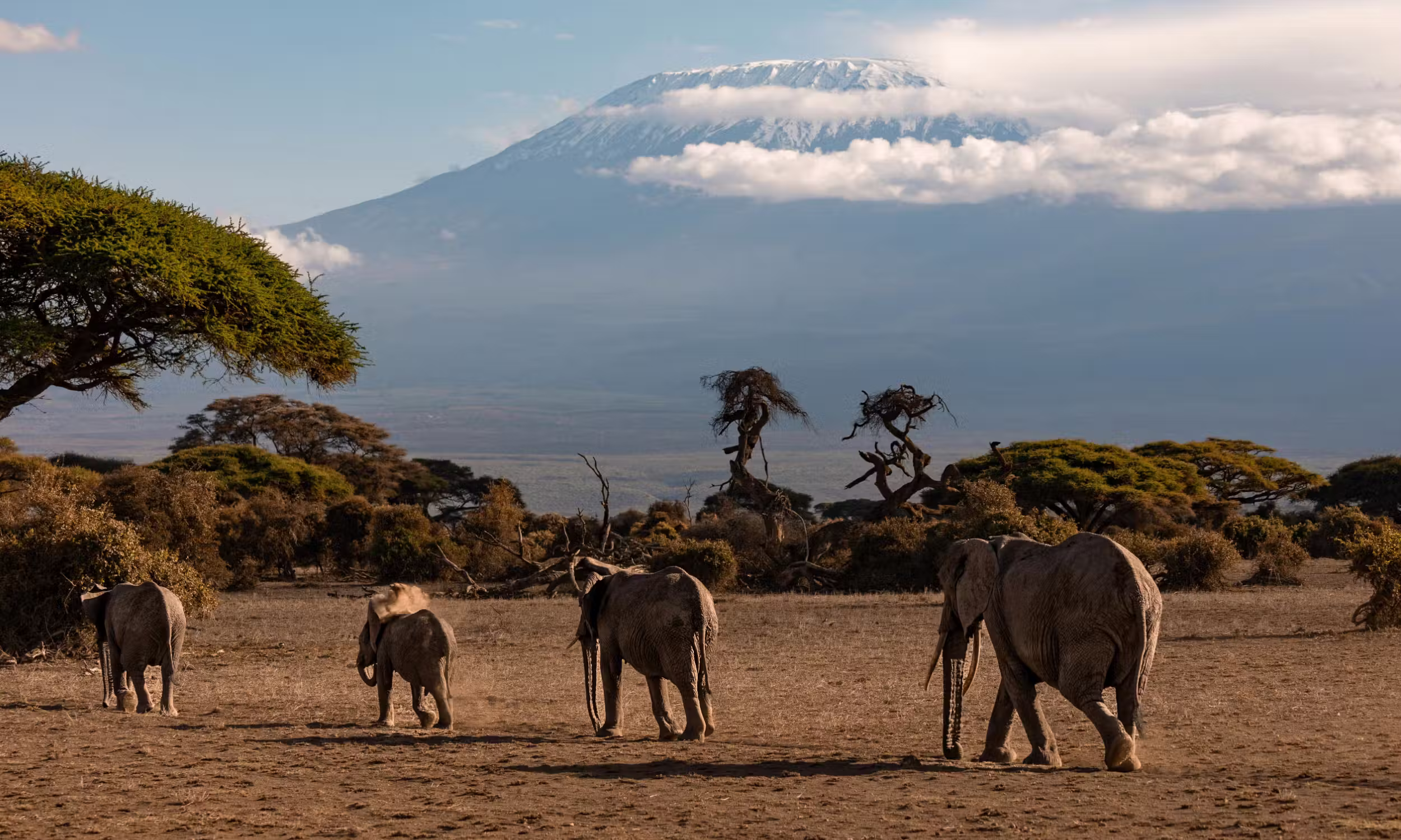 Mount Kilimanjaro with elephants in the landscape, iconic Tanzania scene.