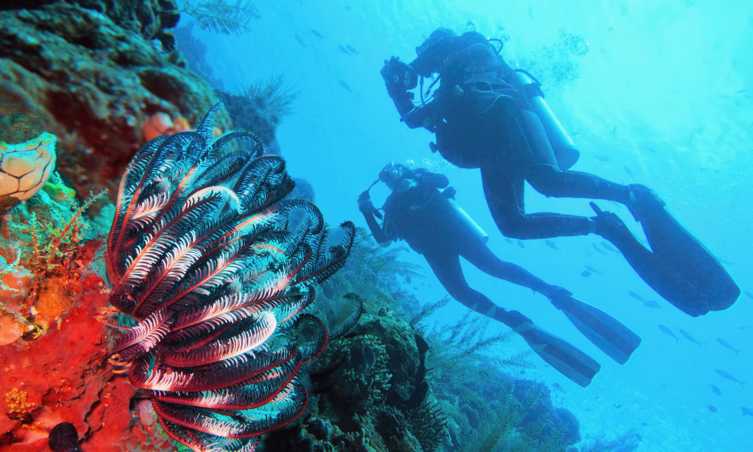 Couple diving among colorful coral reefs in Raja Ampat, Indonesia. 