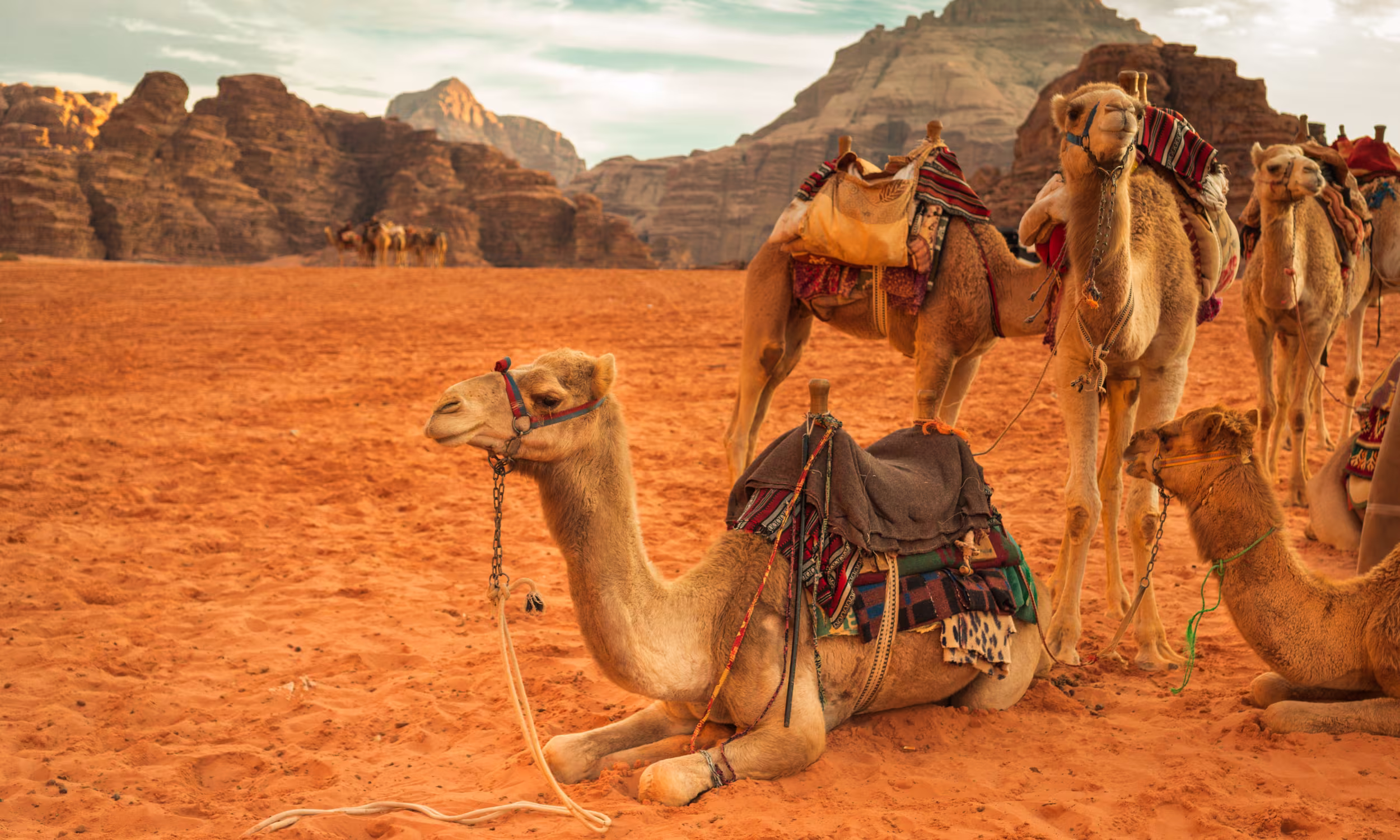 Honeymoon couple riding camels through the Wadi Rum desert in Jordan.