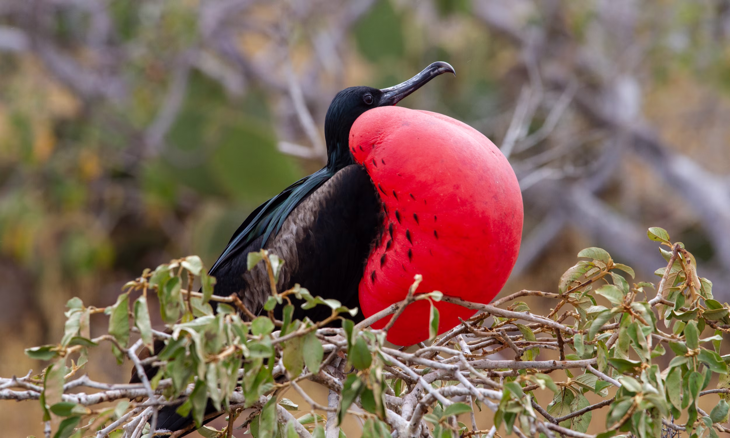 Male frigate bird with red inflated chest at Barbuda’s bird sanctuary. 