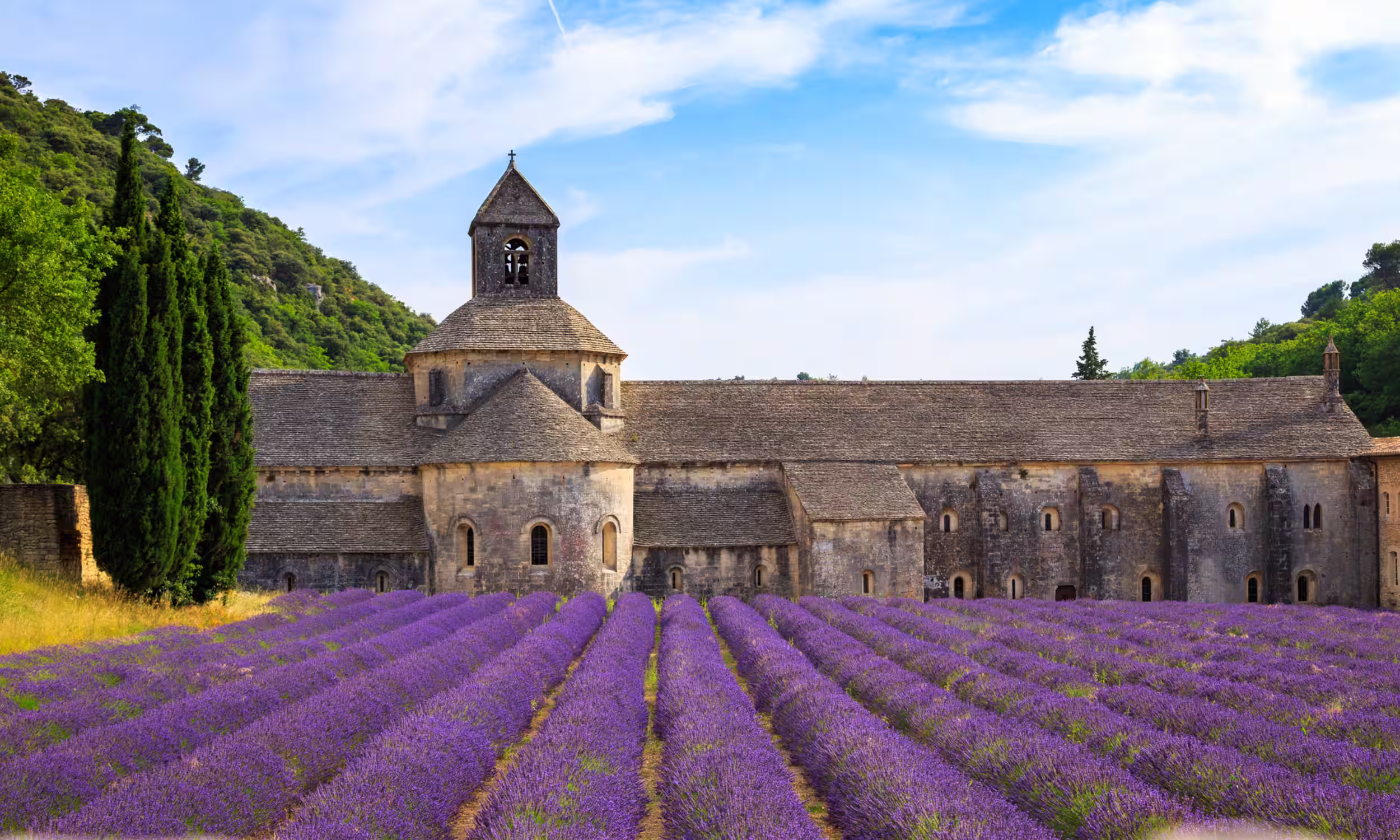 Sénanque Abbey surrounded by blooming lavender fields in Provence. 
