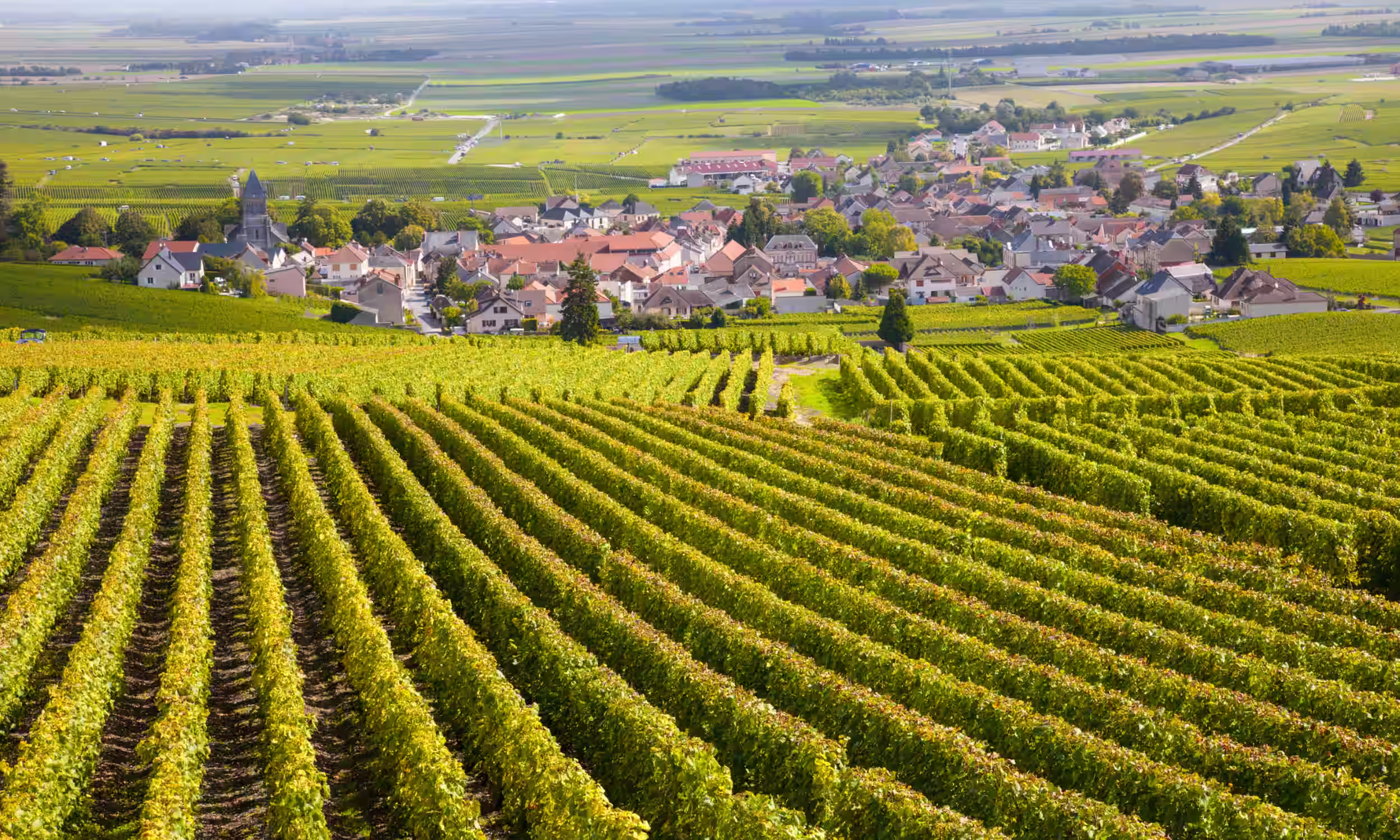 Champagne vineyards under soft light with a small village in the distance. 