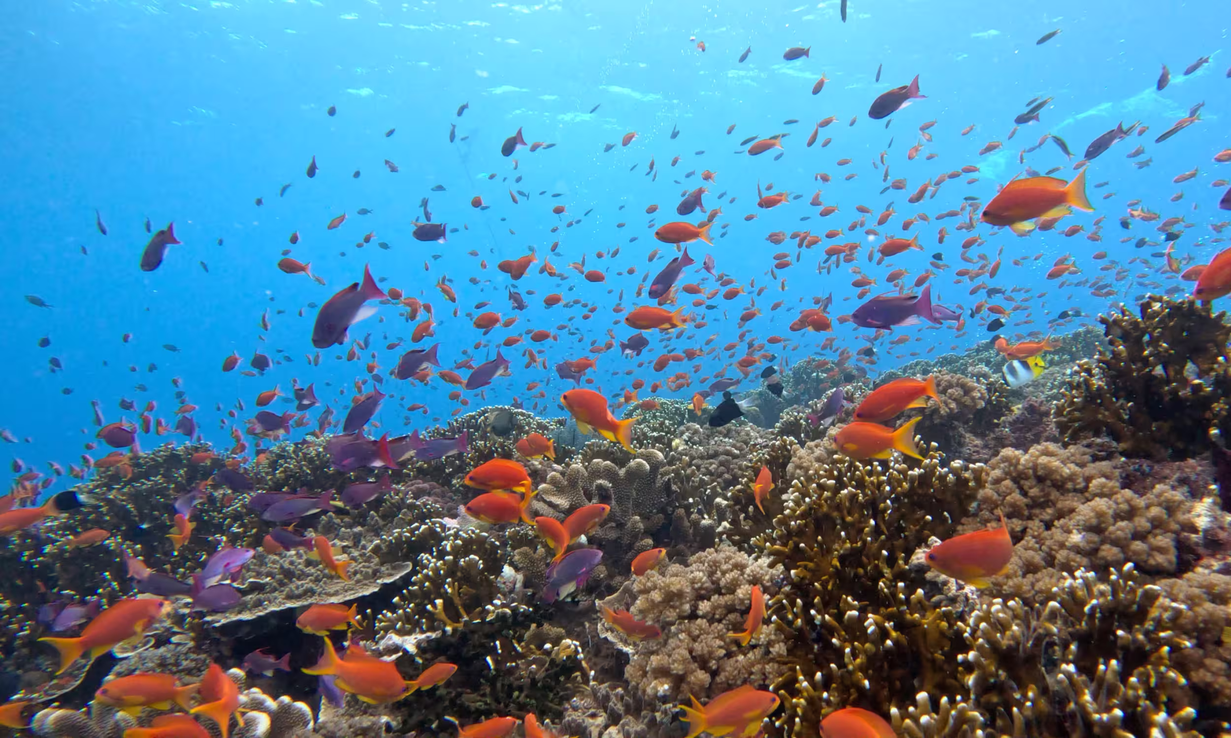 Vibrant coral reefs with colourful fish in the waters of Fiji. 