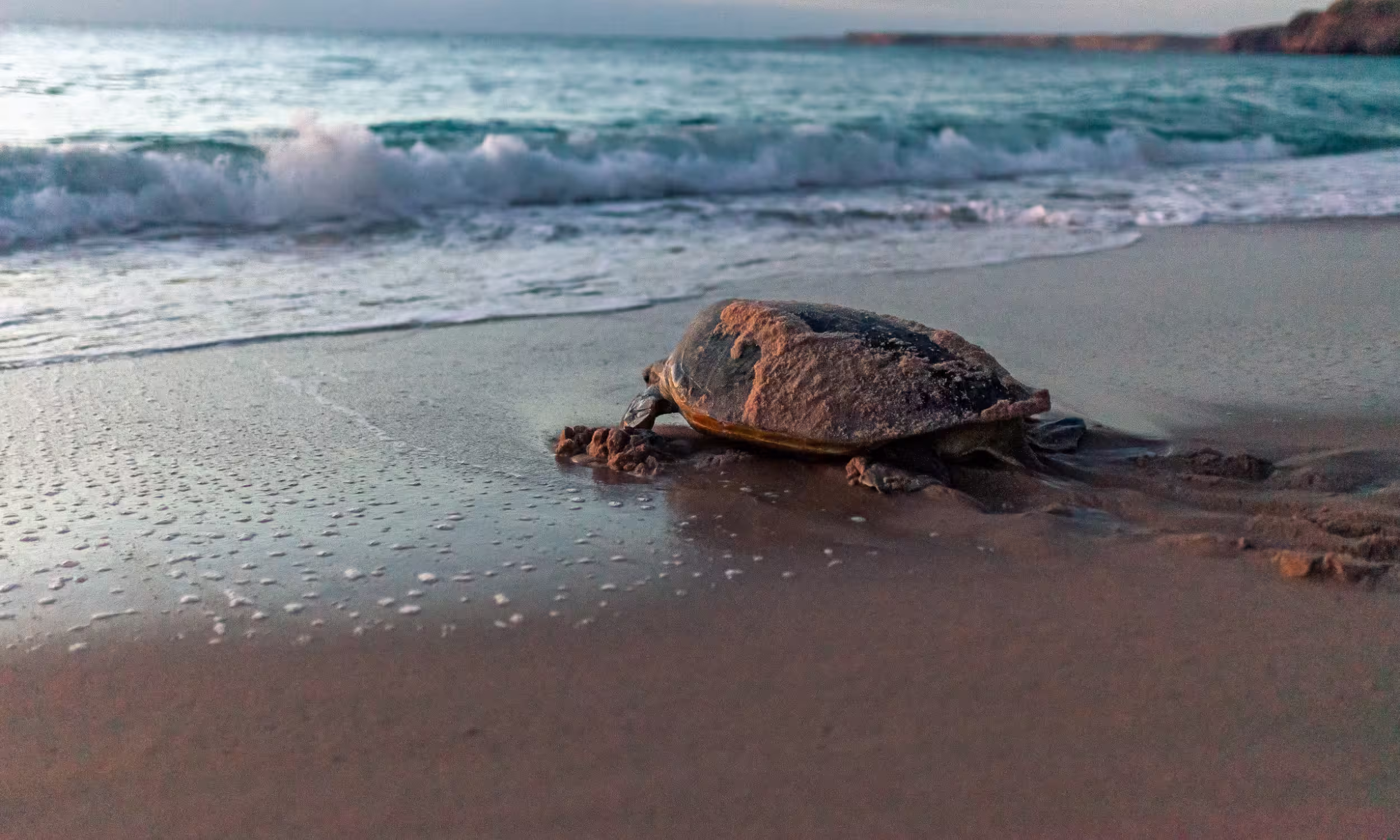 Sea turtle on Ras Al Jinz beach with waves rolling behind. 