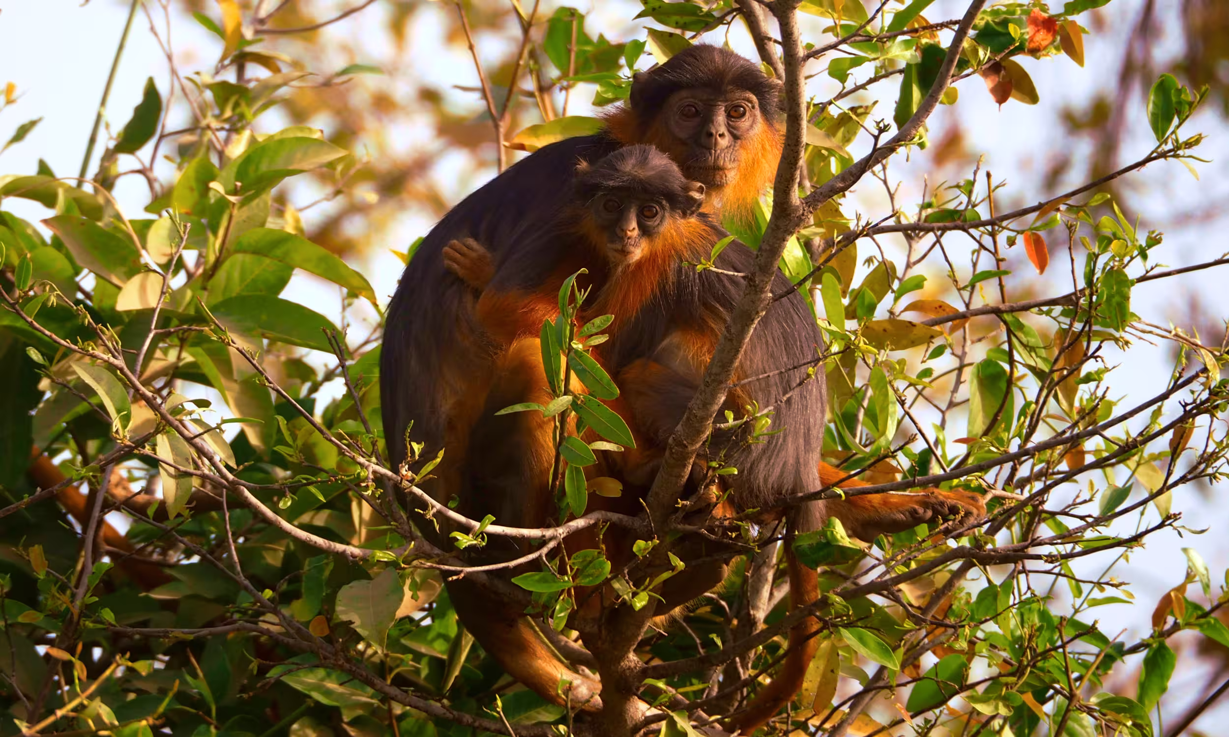 Red colobus monkey among tree branches in Jozani Forest, Zanzibar. 