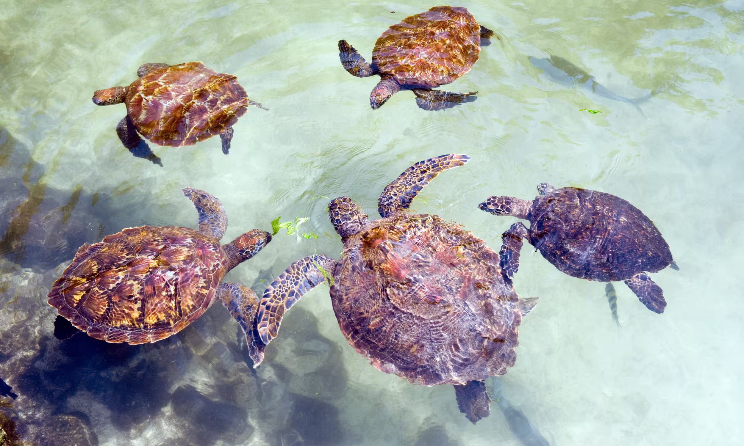 Aldabra giant turtles swimming in crystal-clear water in Zanzibar. 