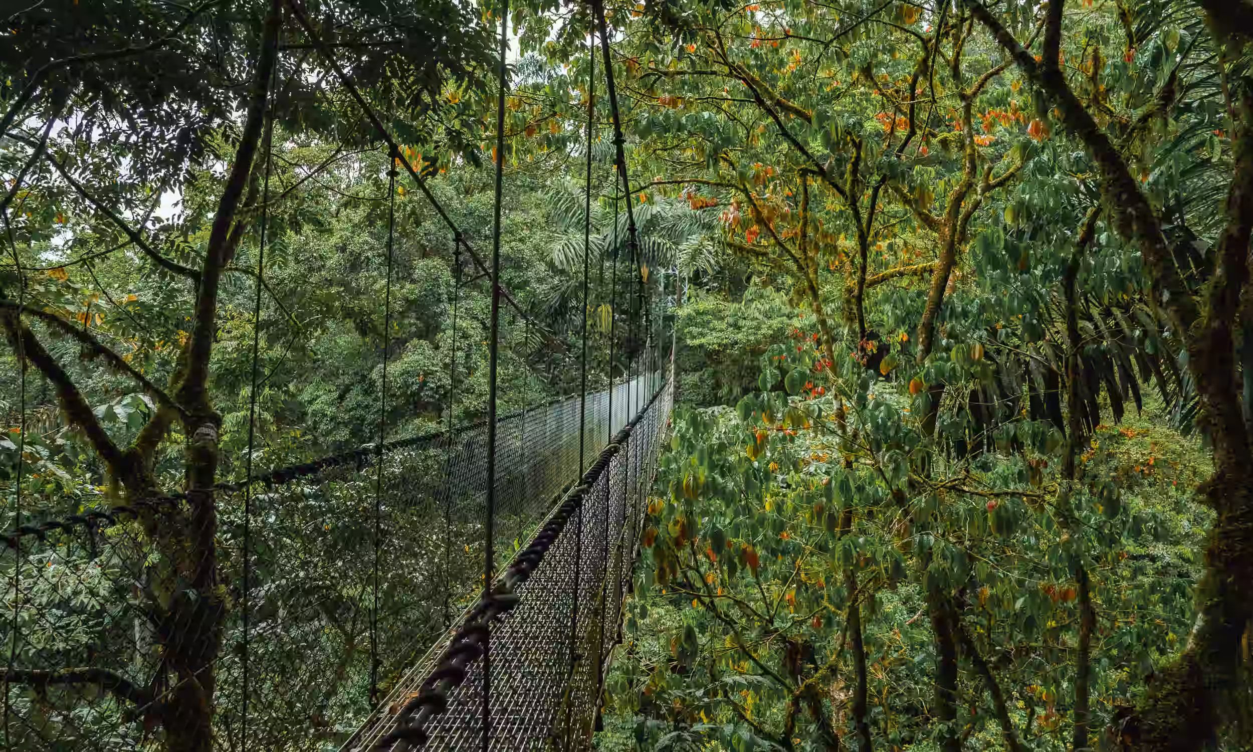 Ponte suspensa na floresta nublada de Monteverde, experiência romântica para lua de mel na Costa Rica 