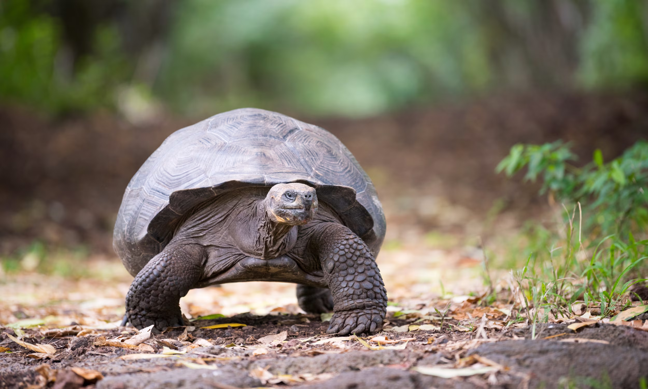 Tartaruga gigante das Ilhas Galápagos, símbolo icónico da natureza e da lua de mel 