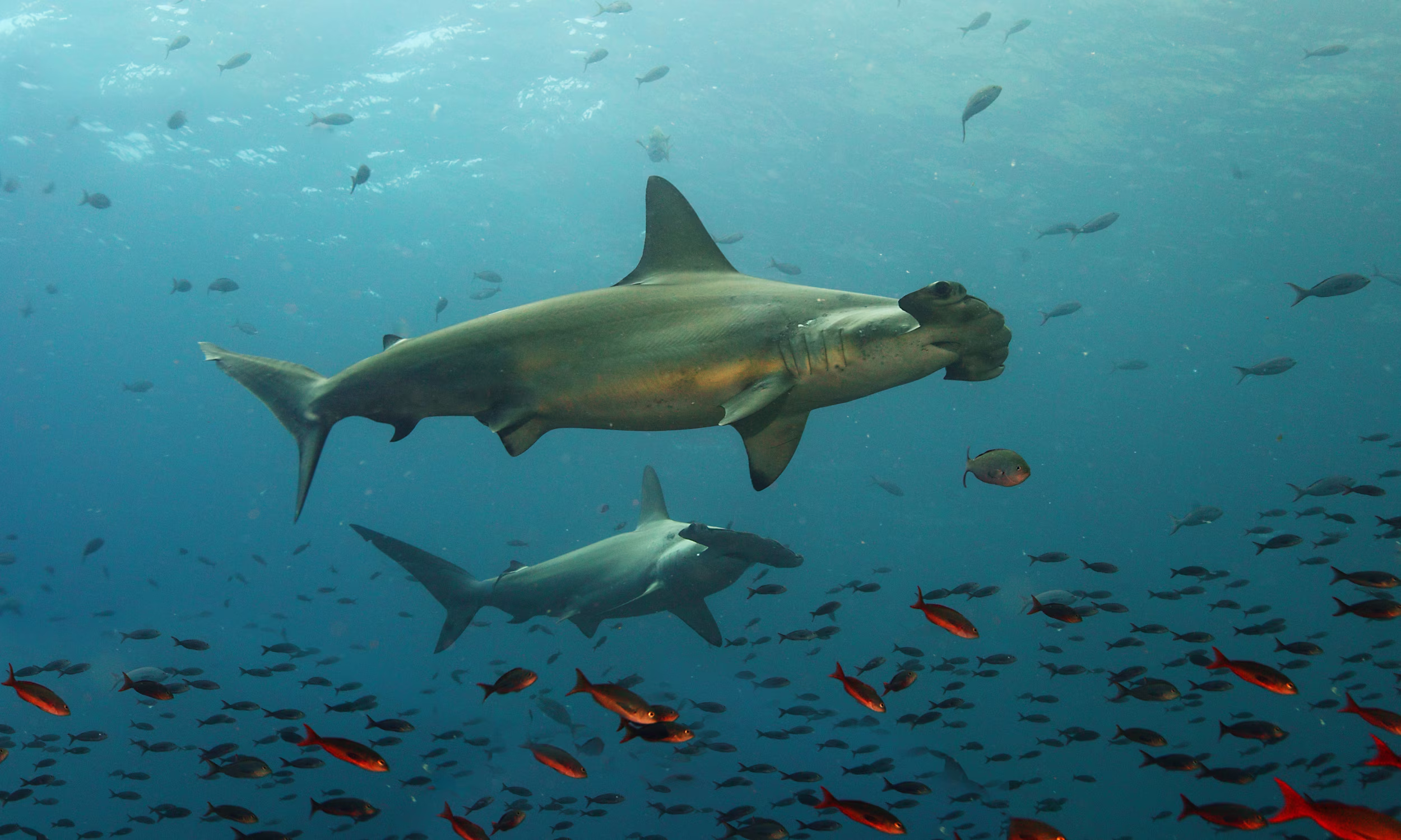Hammerhead sharks swimming in Galápagos waters, an unforgettable honeymoon diving experience