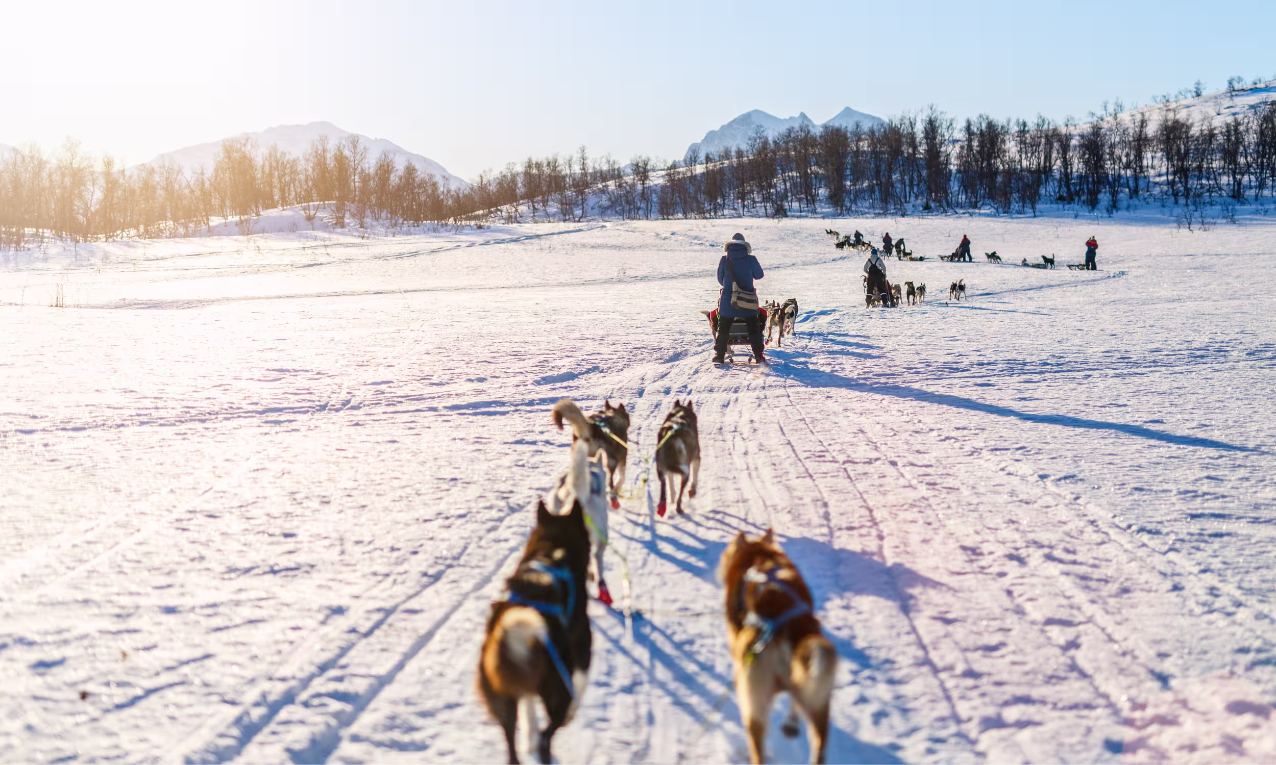 Husky safari in the snow in Norway, a winter honeymoon adventure 