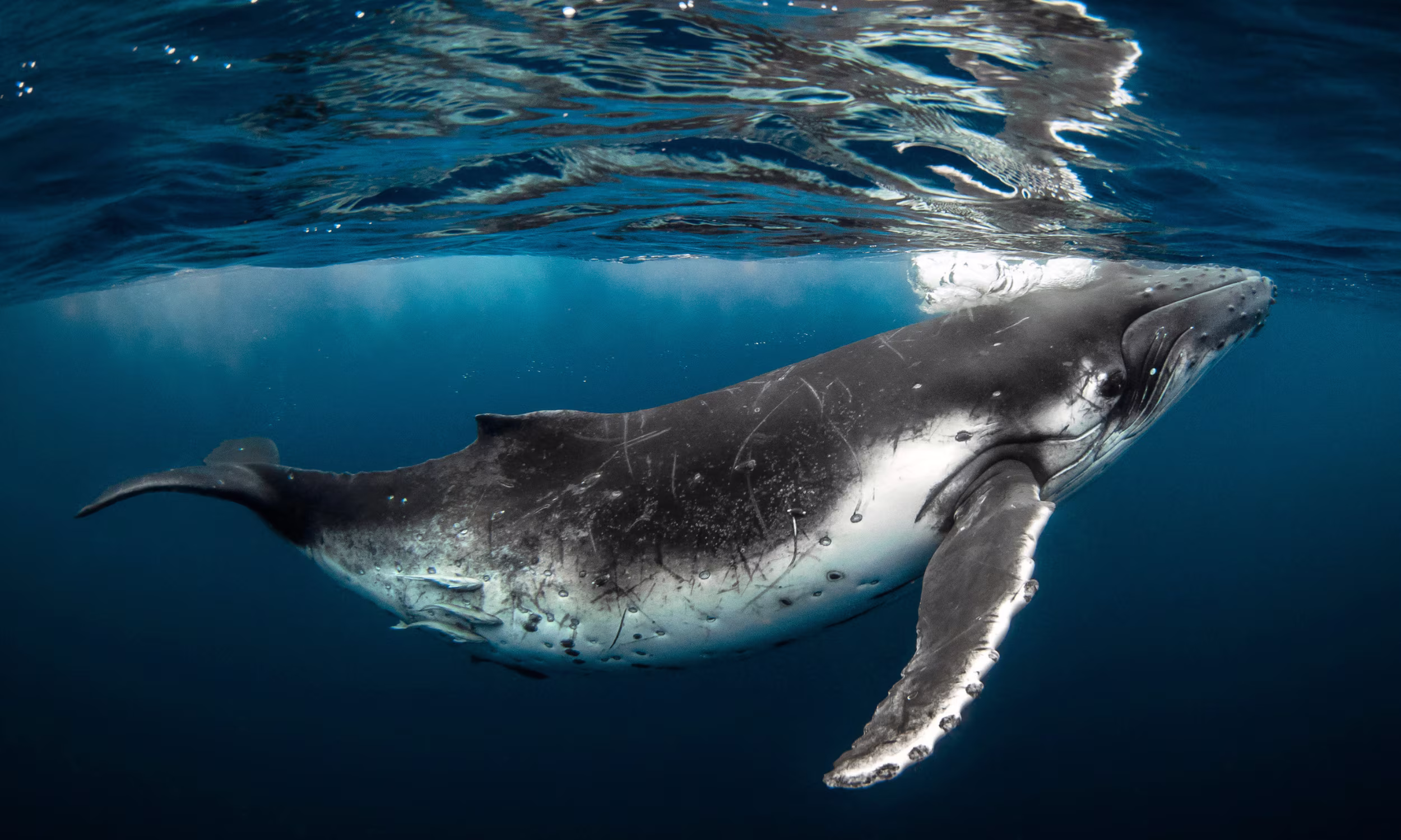 Baleia-jubarte a nadar em Turks and Caicos, experiência única em lua de mel 