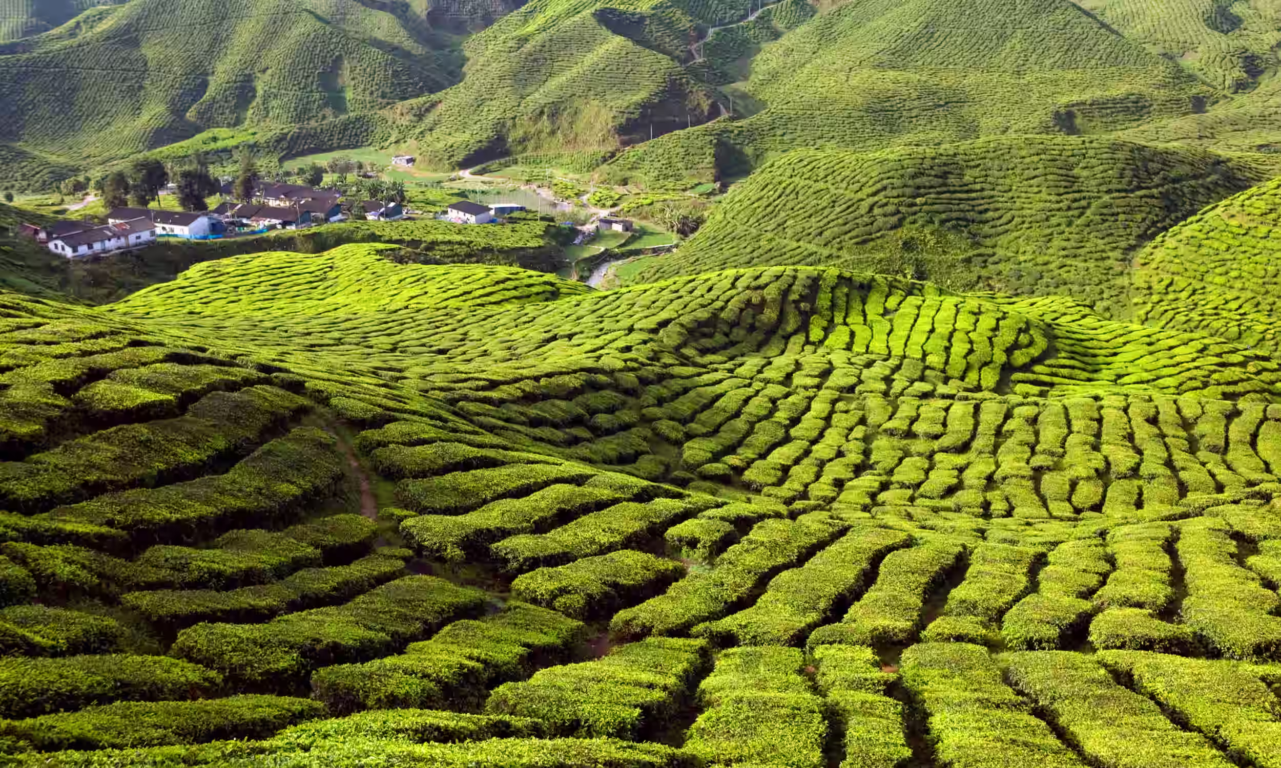 Tea plantation in the Cameron Highlands, a lush romantic honeymoon landscape 