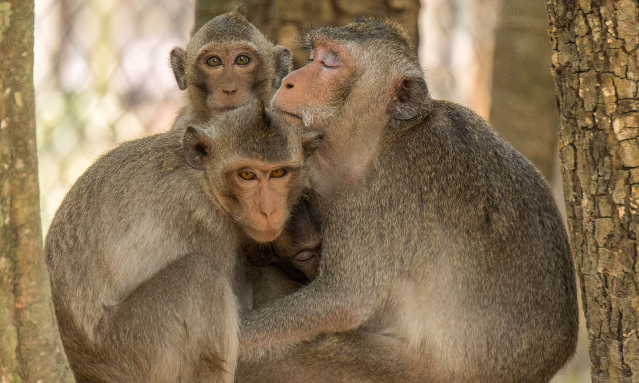 Wild macaques at Phnom Tamao Wildlife Rescue, a nature honeymoon experience in Cambodia 