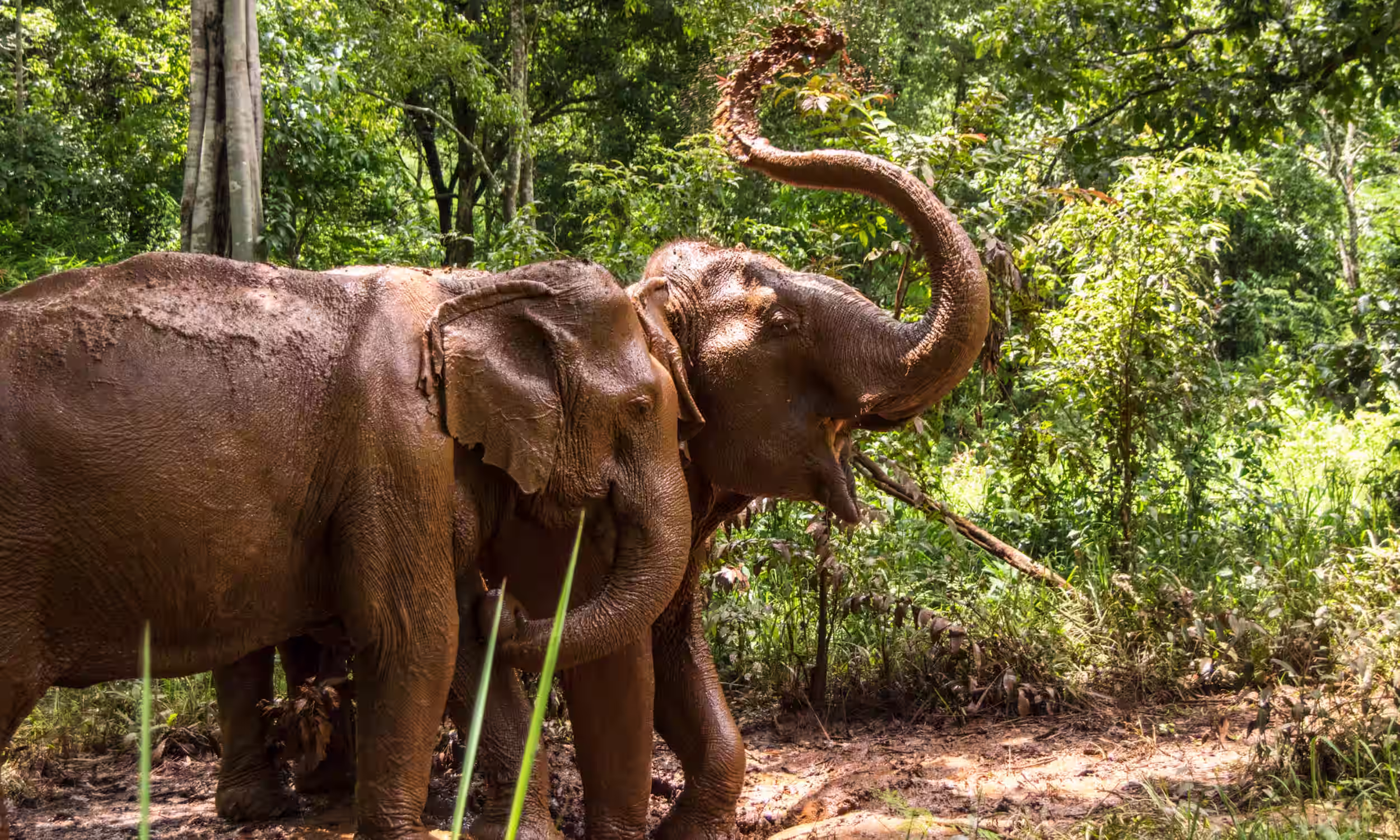 Elephants playing in the mud in Cambodia, a unique honeymoon wildlife experience 