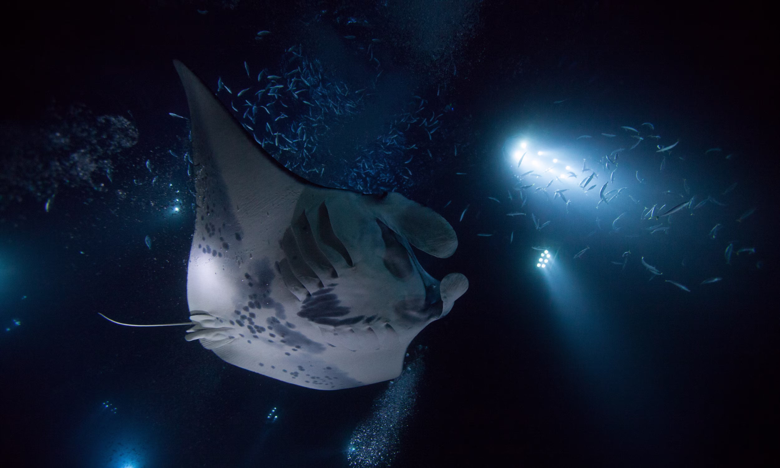 Night dive in Kona with manta rays, an unforgettable Hawaii honeymoon experience 