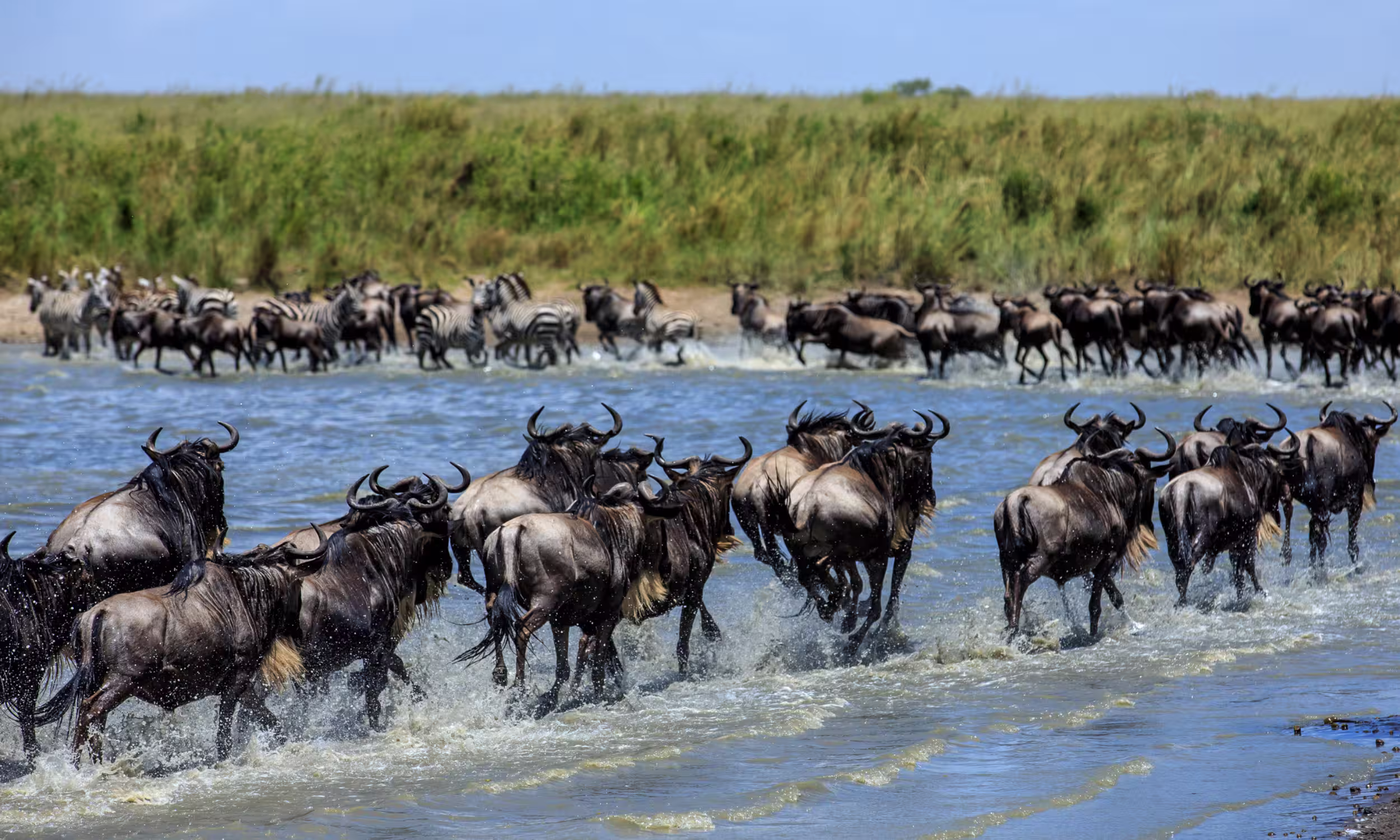 Grande migração com gnus a atravessar rio no Serengeti, Tanzânia.
