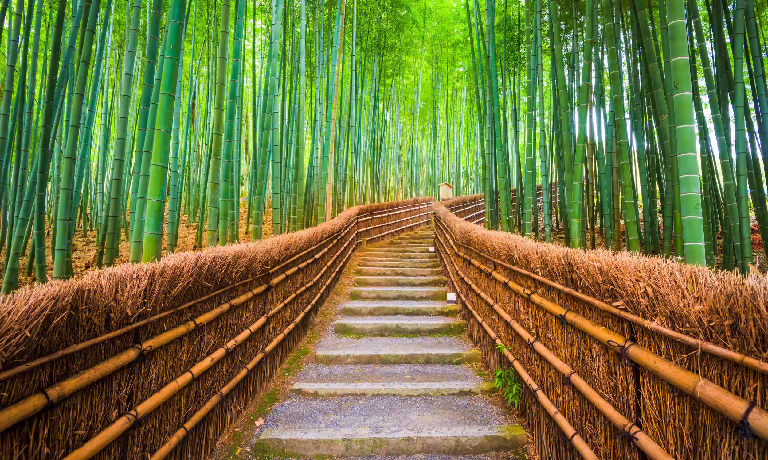 Path through the Arashiyama bamboo forest in Kyoto with soft filtered light.