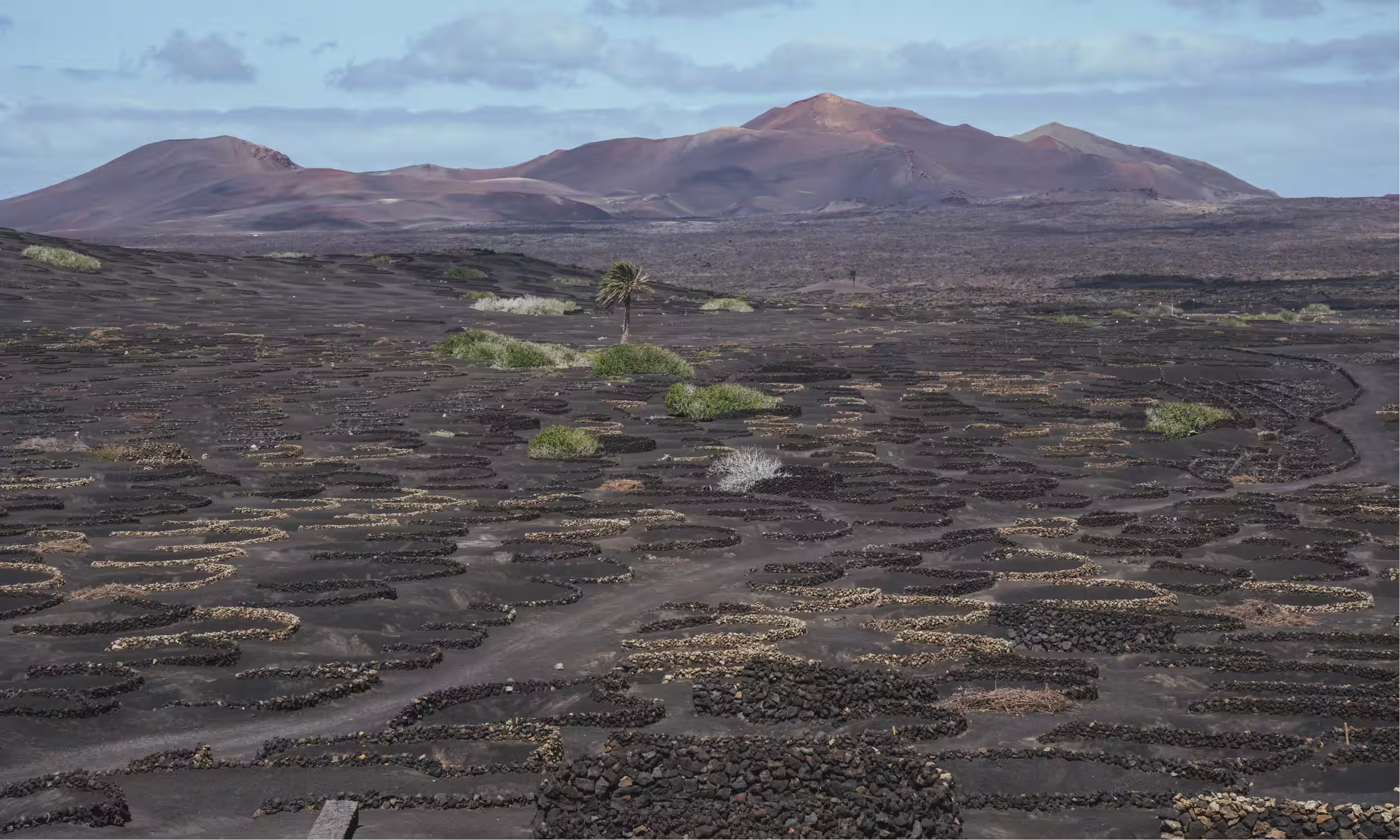 Vinhas vulcânicas em Lanzarote, uma experiência autêntica de vinho numa lua de mel nas Ilhas Canárias.