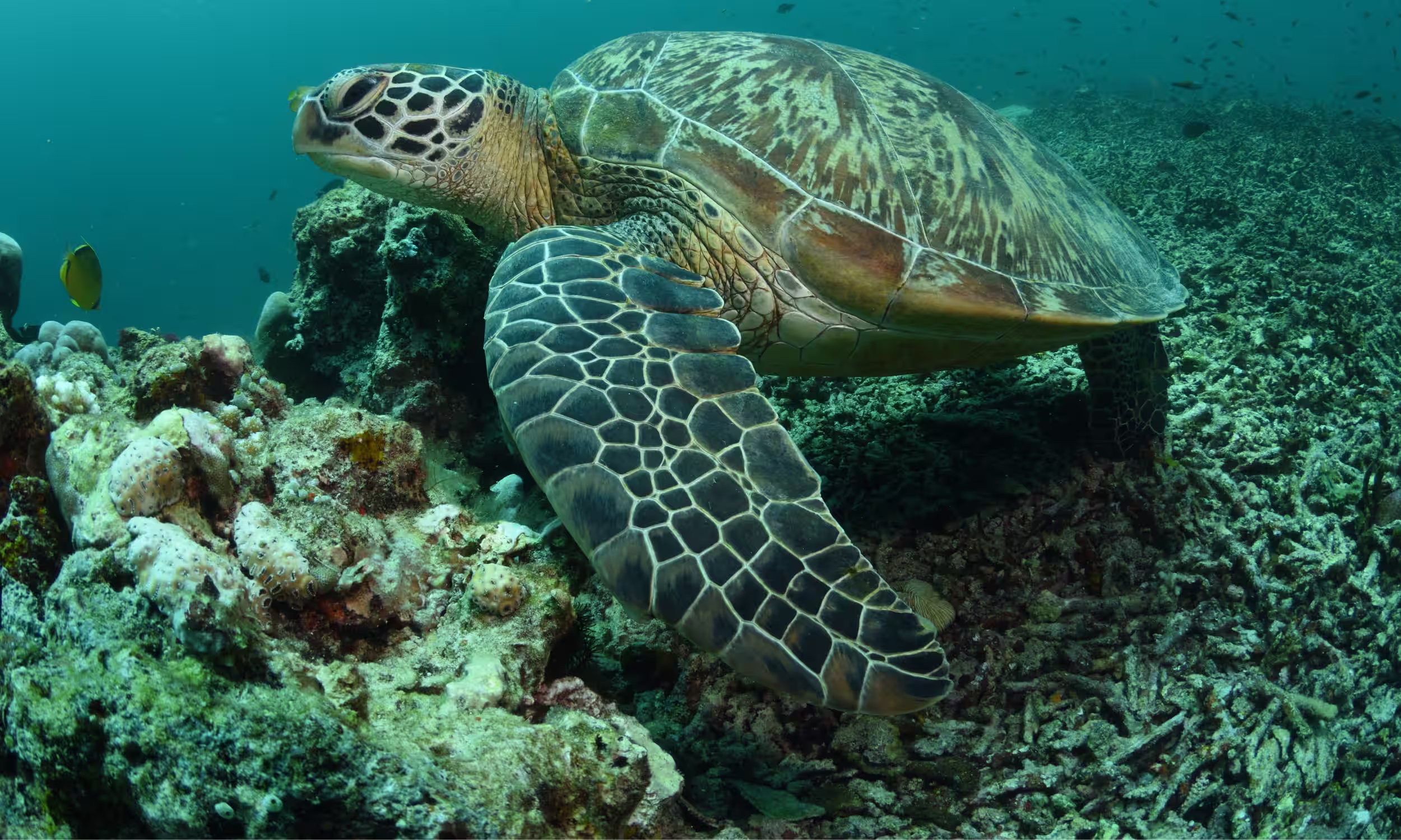 Green sea turtle resting on the sea floor in clear water near Lombok, a memorable snorkeling experience for a honeymoon in the Gili Islands.