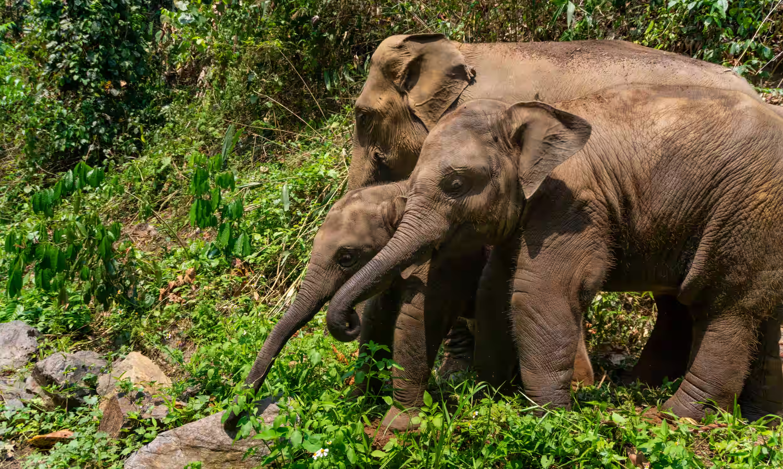Elefantes em ambiente natural em Chiang Mai, Tailândia.
