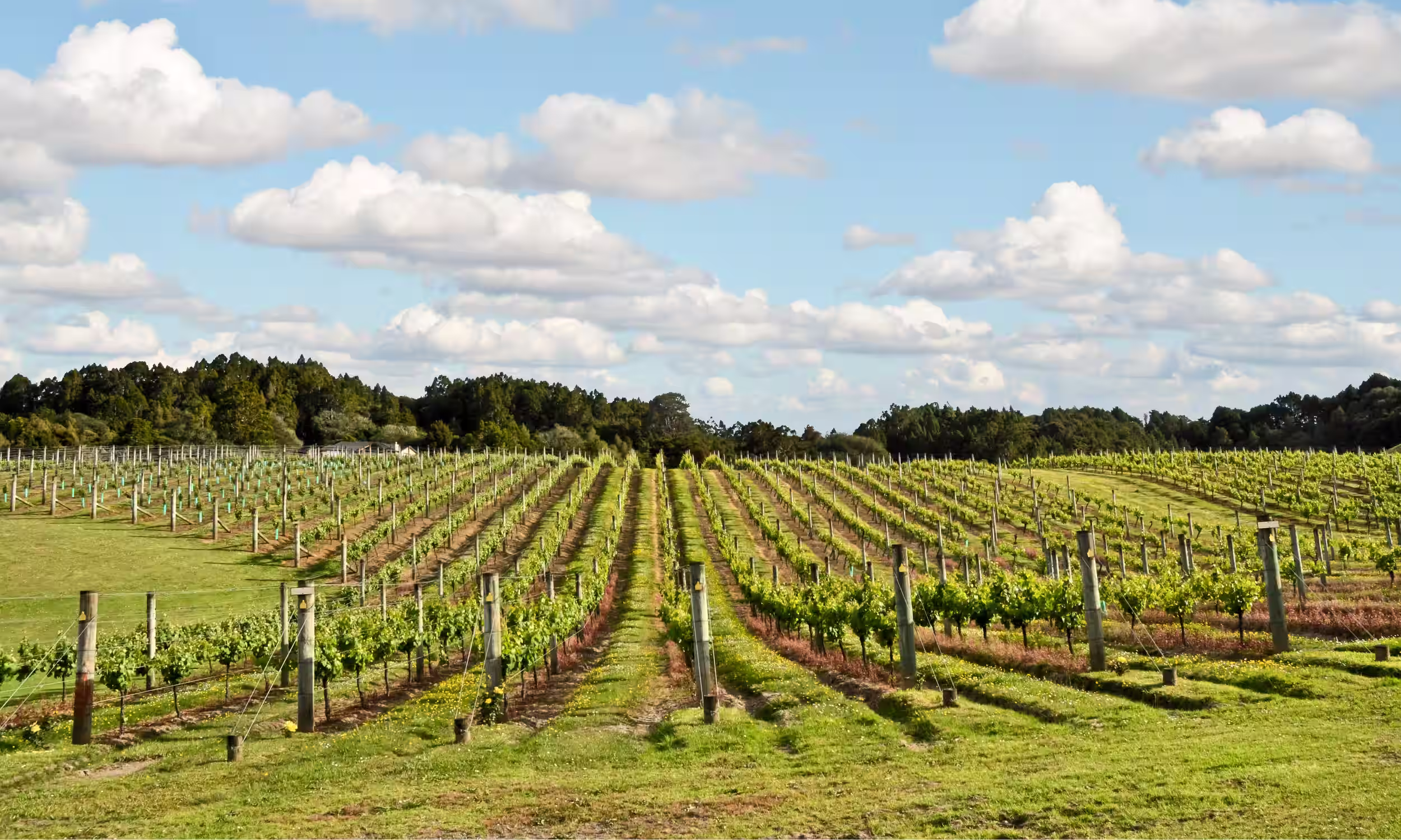 Vineyard in the Central Otago wine region near Queenstown, New Zealand.