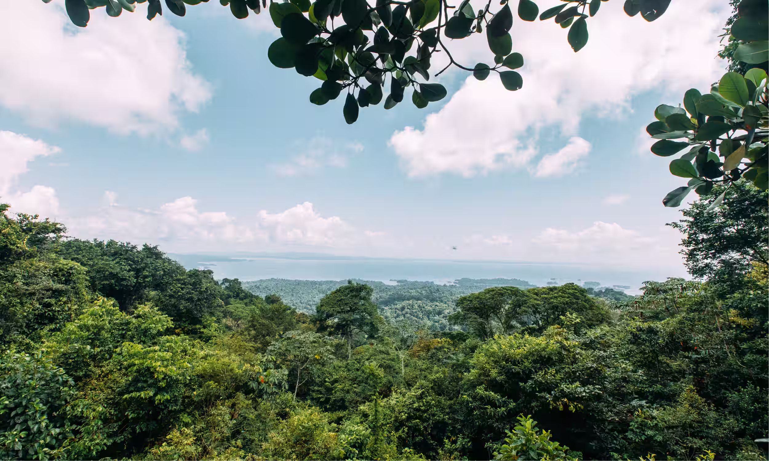 Panoramic view over the rainforest in Brownsberg Nature Park, Suriname.