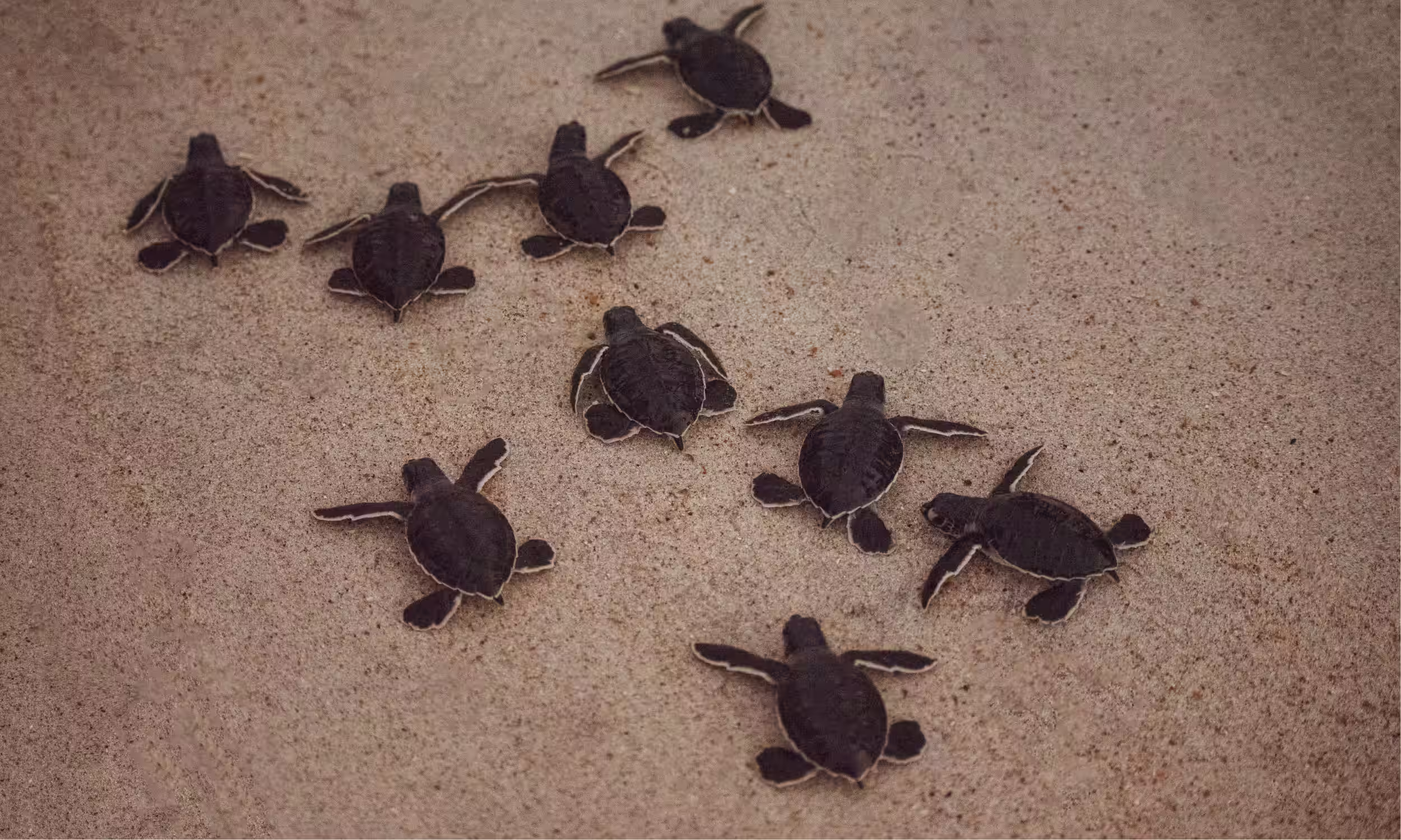Green sea turtle hatchlings making their way to the ocean on a beach in Suriname.