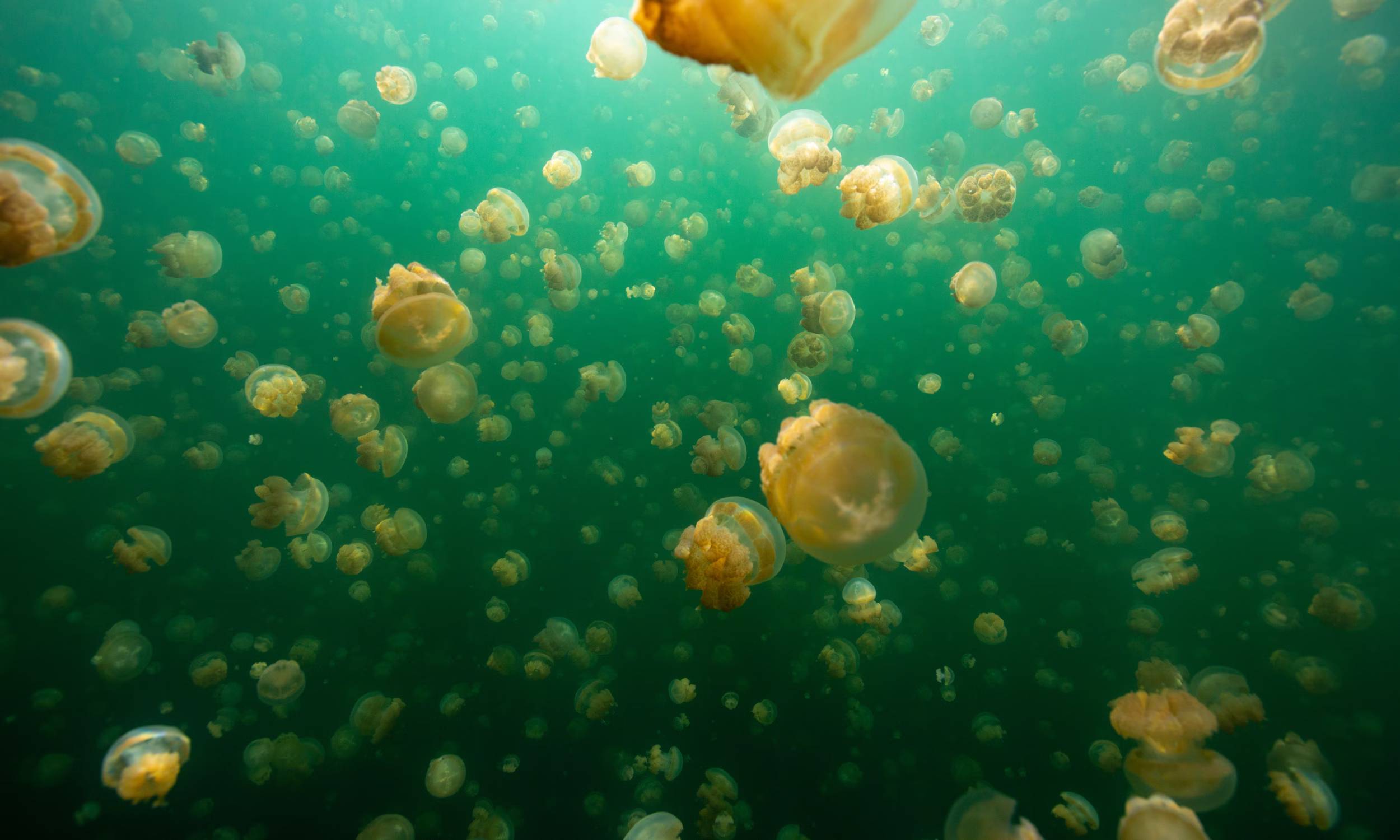 Águas do Jellyfish Lake com medusas-douradas a flutuar em Palau.
