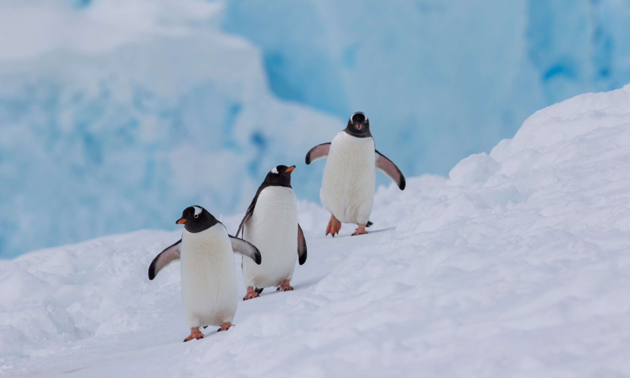 Pinguins no seu habitat natural entre a neve e o gelo da Antártica.