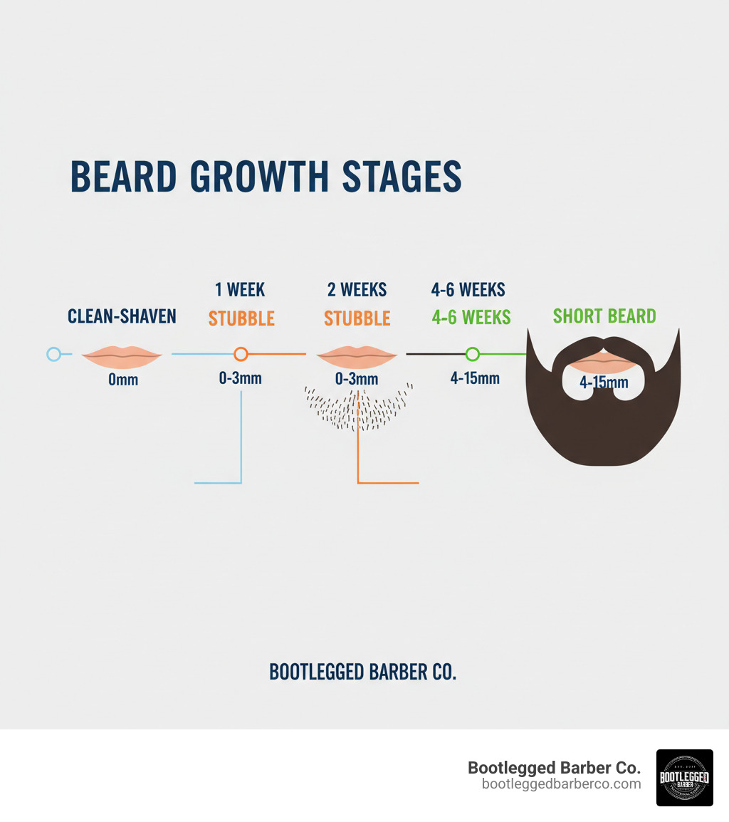 infographic showing beard growth stages from clean-shaven through stubble (0-3mm) to short beard (4-15mm) with timeline markers at 1 week, 2 weeks, and 4-6 weeks, including visual representations of hair length and density at each stage - beard trim short infographic 
