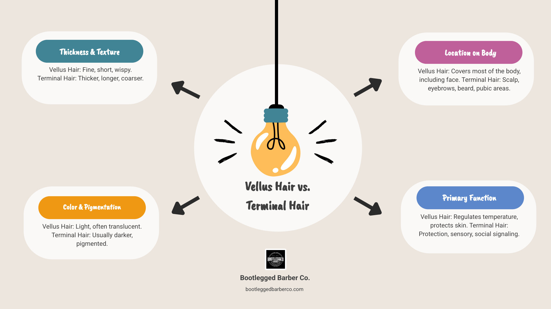 Infographic comparing vellus hair vs terminal hair, showing side-by-side illustrations of fine peach fuzz hair structure versus thick terminal hair follicles, with labels for hair shaft thickness, pigmentation levels, follicle depth, and growth patterns - peach fuzz facial hair infographic brainstorm-4-items