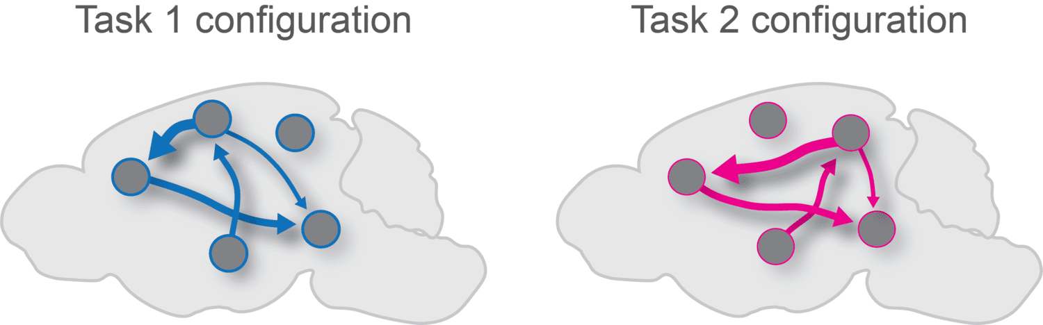 Two outlines of the brain with circles and arrows indicating signal flow. The left brain has blue arrows labeled 'Task 1 configuration,' and the right brain has pink arrows labeled 'Task 2 configuration,' showing different neuronal circuits for flexible signal routing between tasks.