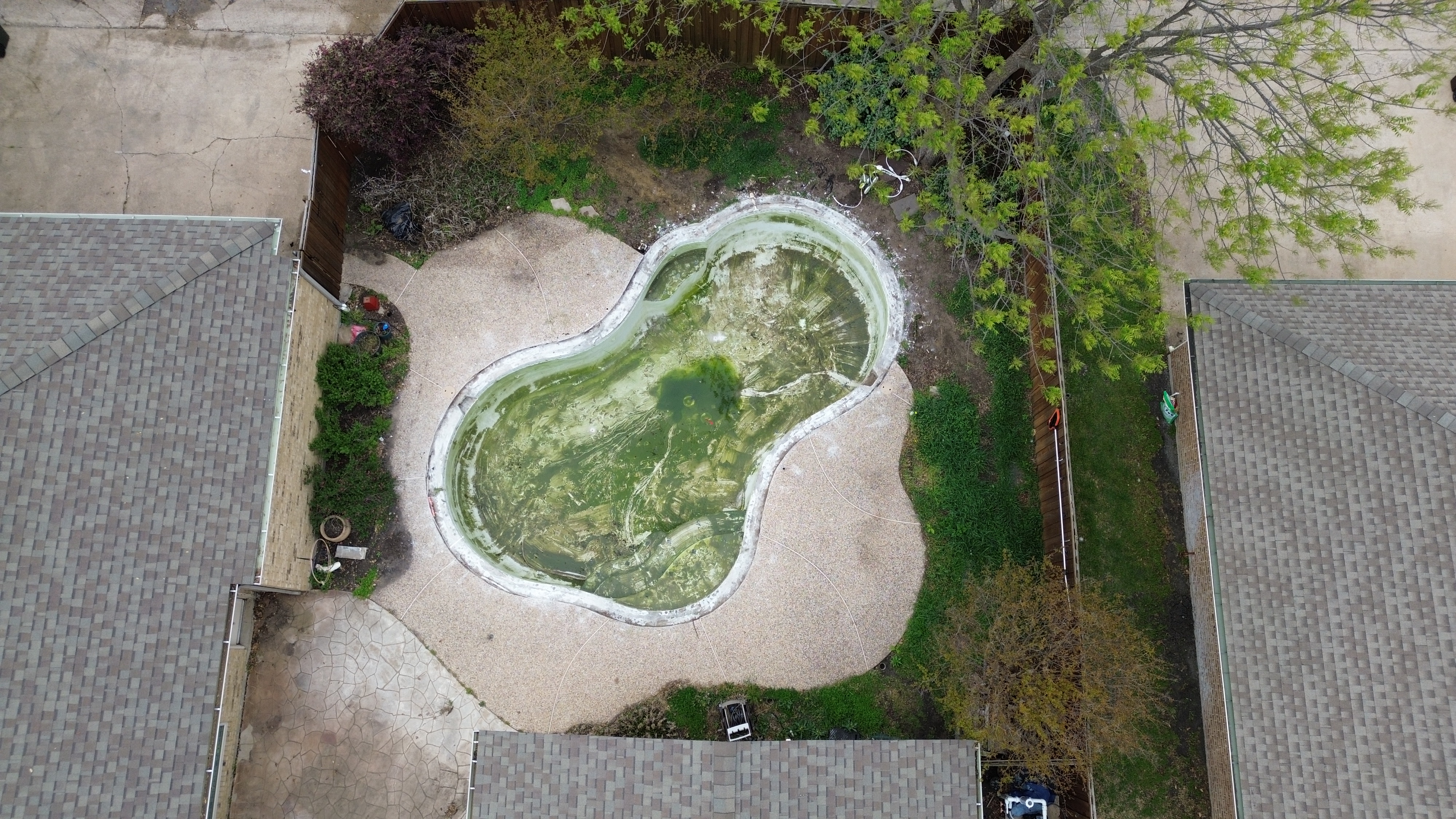 Aerial view of neglected green algae-filled kidney-shaped pool before remodel