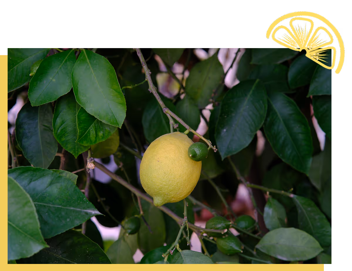 A ripe yellow lemon and small green lemons growing on a tree branch surrounded by green leaves.