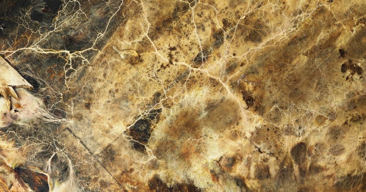 What is Dry Rot? Causes, Symptoms, and Solutions