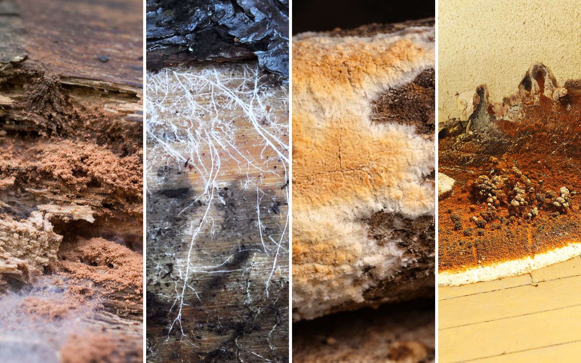 What Are the Stages of Dry Rot Damage? How It Starts and Spreads